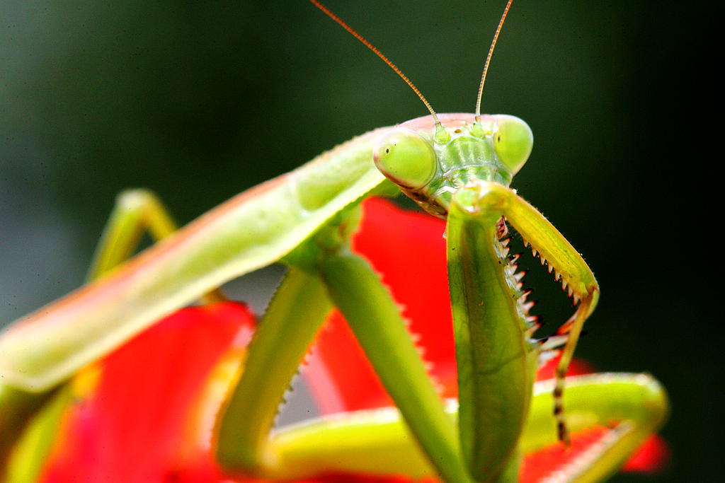 Asian Traditions and the Wisdom of Six Legs (image credits: Flickr, CC BY 2.0, https://commons.wikimedia.org/w/index.php?curid=443183)