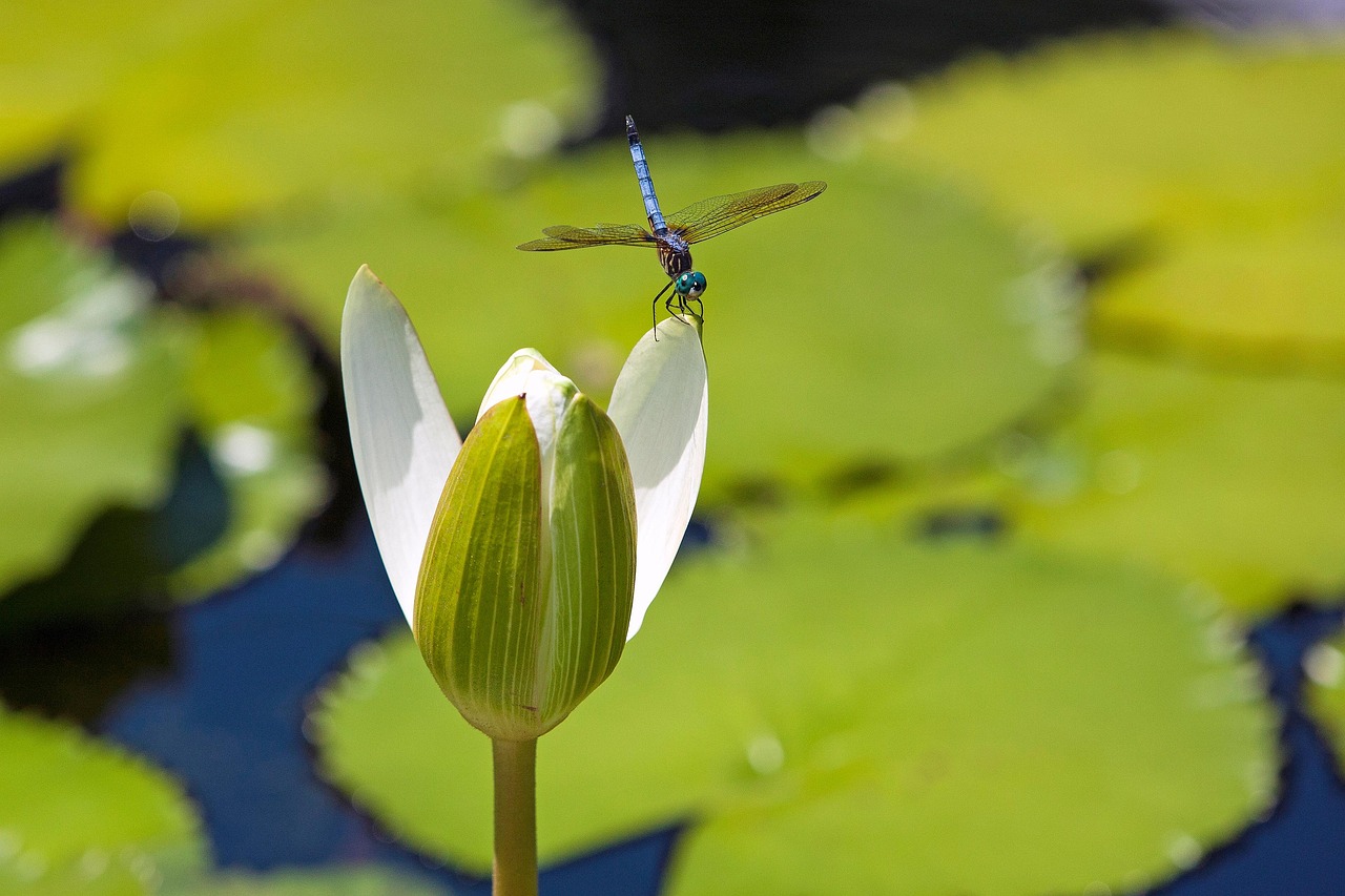 Native American Insect Spirits and Sacred Signs (image credits: pixabay)