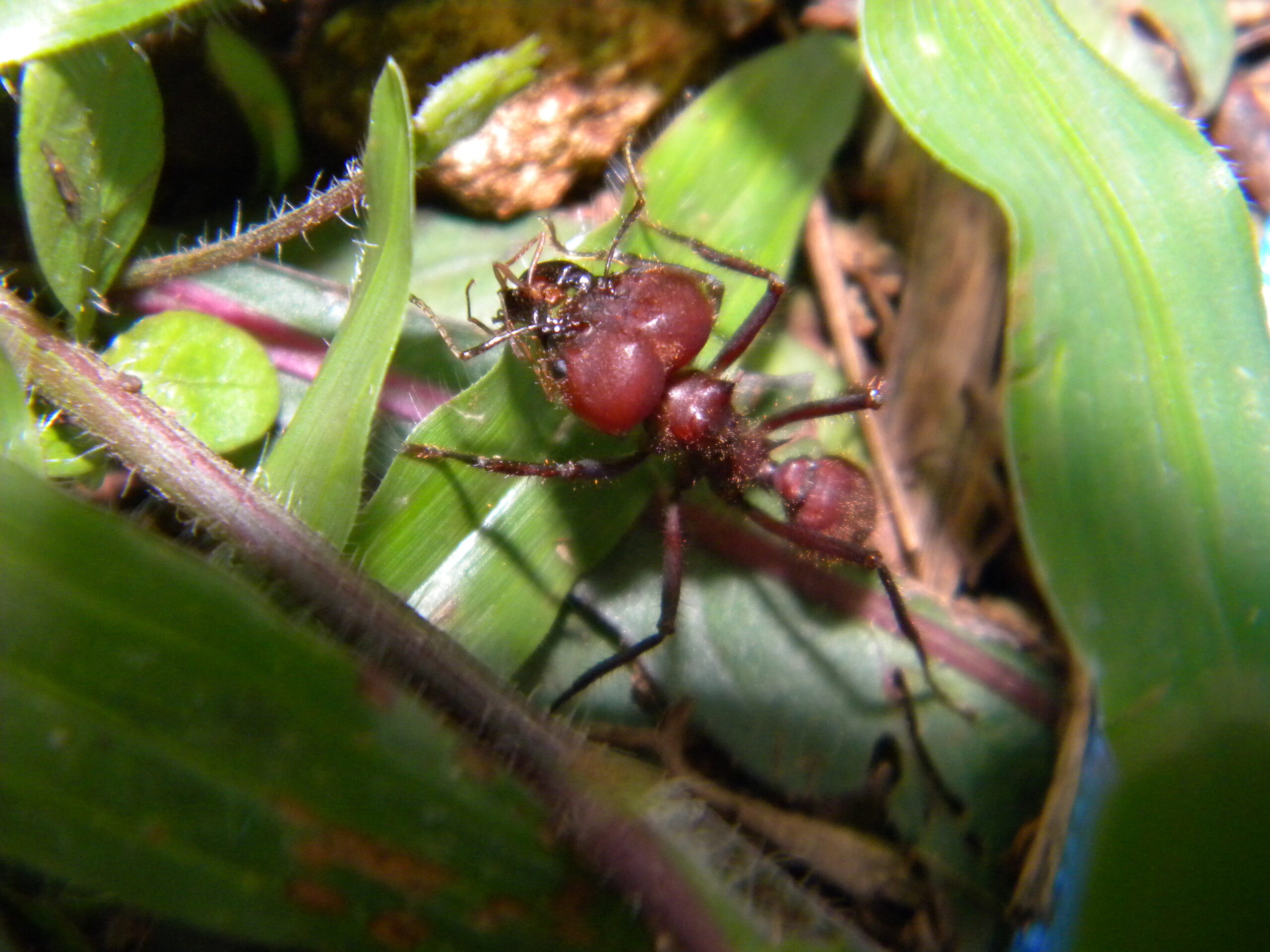 The Art of Leaf Selection (image credits: Leaf-Cutter Ant Soldier, CC BY 2.0, https://commons.wikimedia.org/w/index.php?curid=64070533)