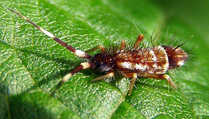 Habitat Specialists and Generalists (image credits: Wikimedia commons (Original picture), CC BY-SA 3.0, https://commons.wikimedia.org/w/index.php?curid=15694930)
