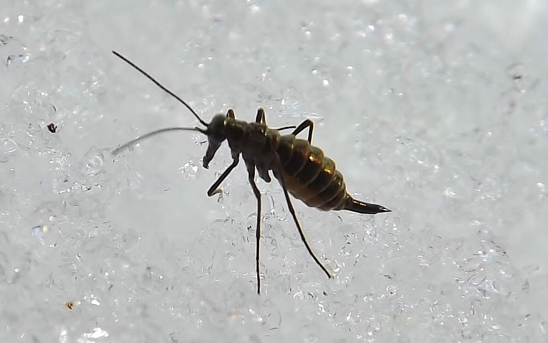 Survival in Extreme Conditions (image credits: By Pfhewi, CC BY-SA 4.0, https://commons.wikimedia.org/w/index.php?curid=128199078)
