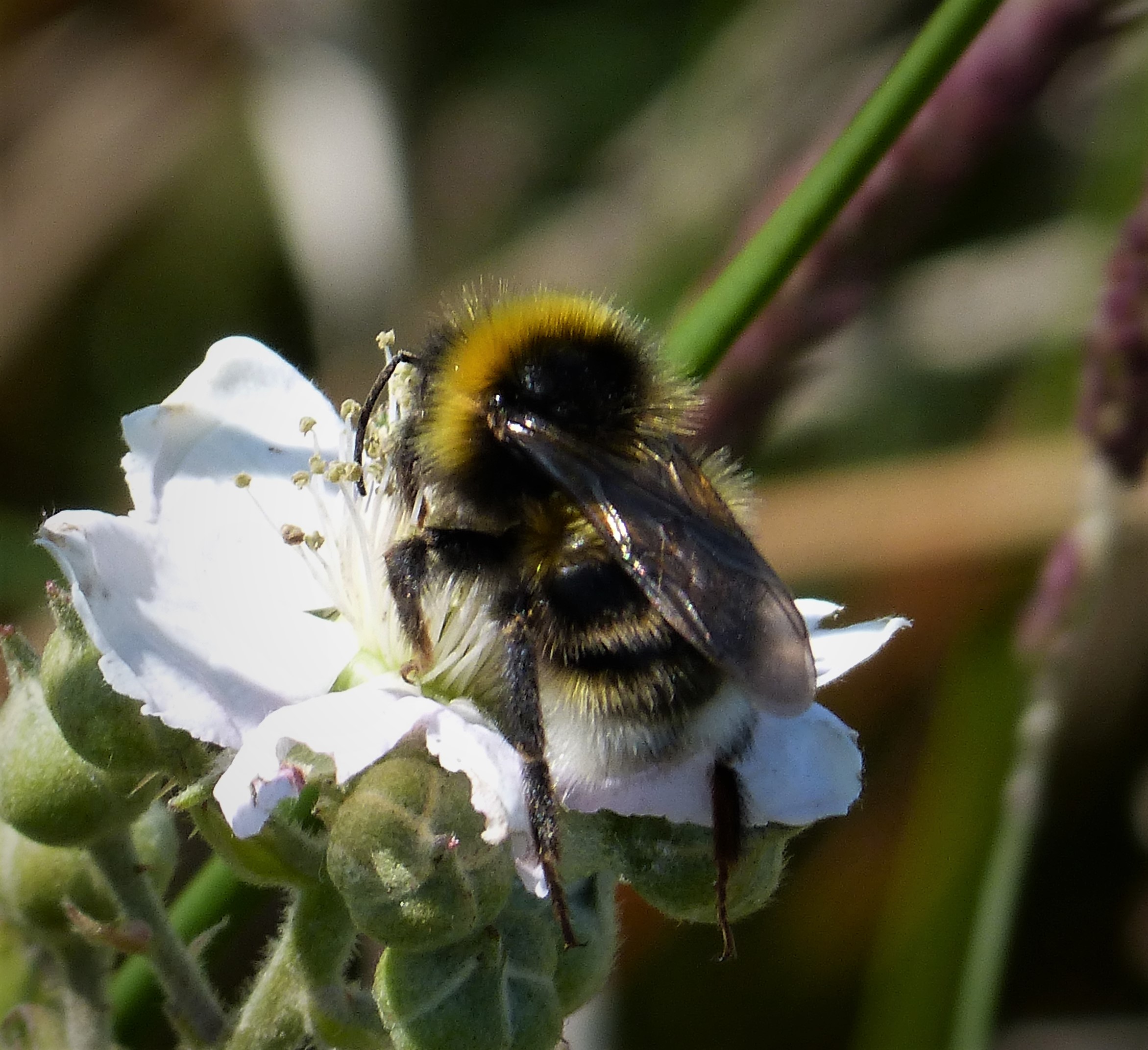 The Scent-Stealing Strategy (image credits: Cuckoo Bee  Bombus bohemicus, CC BY 2.0, https://commons.wikimedia.org/w/index.php?curid=73443912)