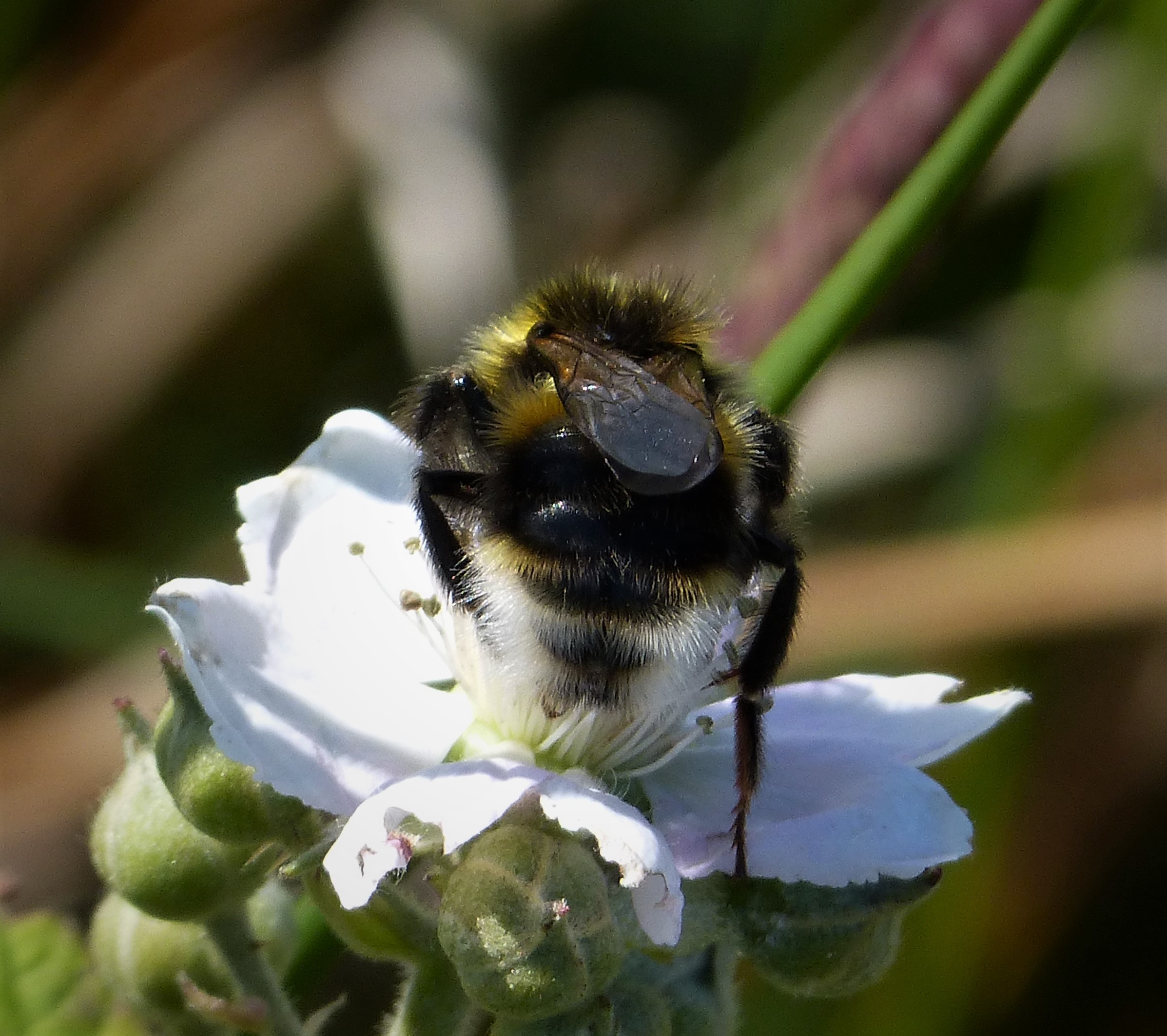 A Dangerous Game (image credits: Cuckoo Bee  Bombus bohemicus, CC BY 2.0, https://commons.wikimedia.org/w/index.php?curid=73443914)