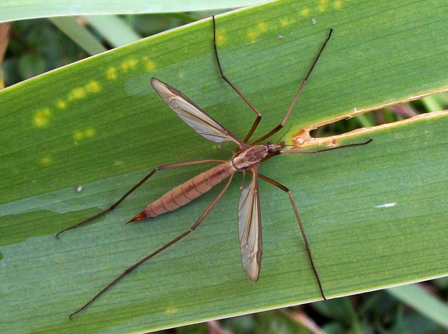 Meet the Crane Fly: Nature's Most Misunderstood Insect (image credits: wikimedia)