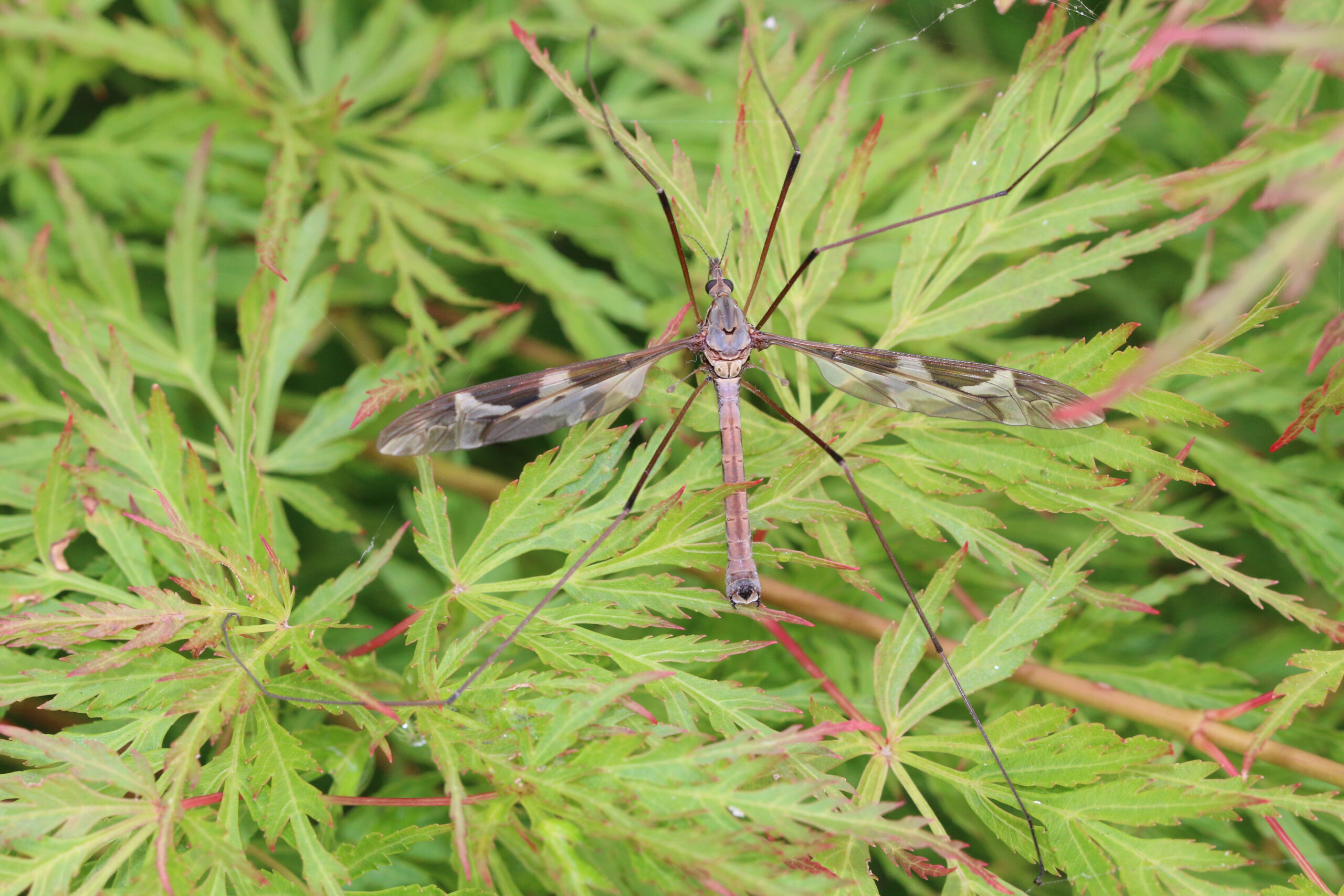 The Great Mosquito Mix-Up That Terrorizes Backyards (image credits: wikimedia)
