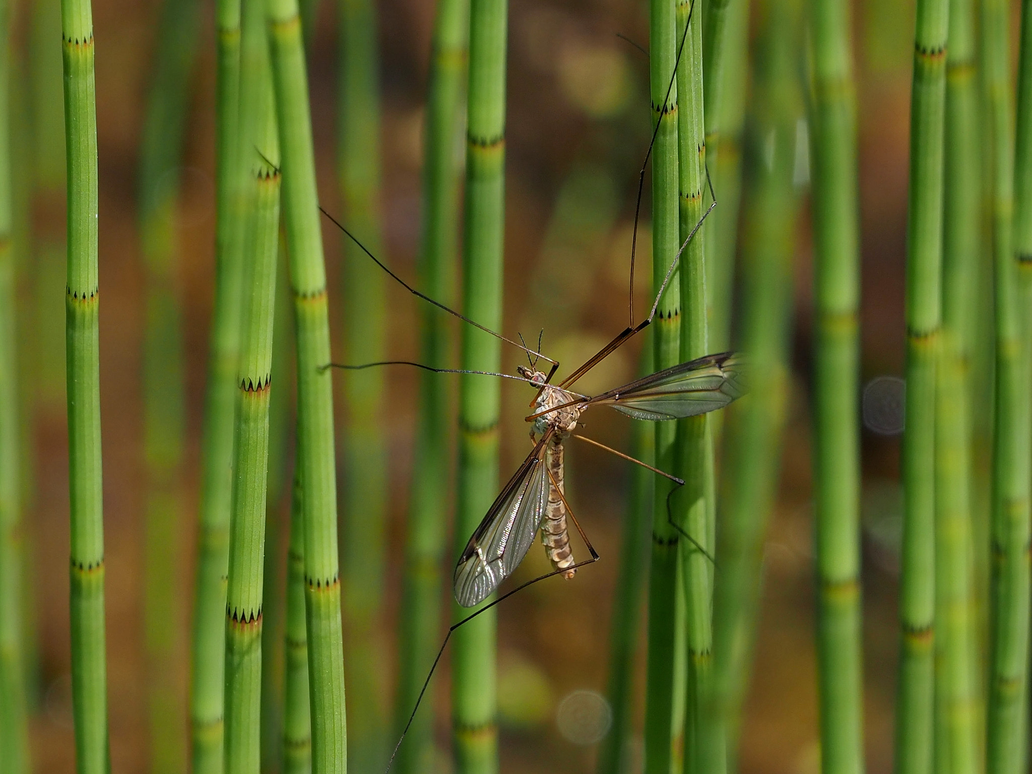 Why They're Actually Beneficial to Your Garden (image credits: wikimedia)