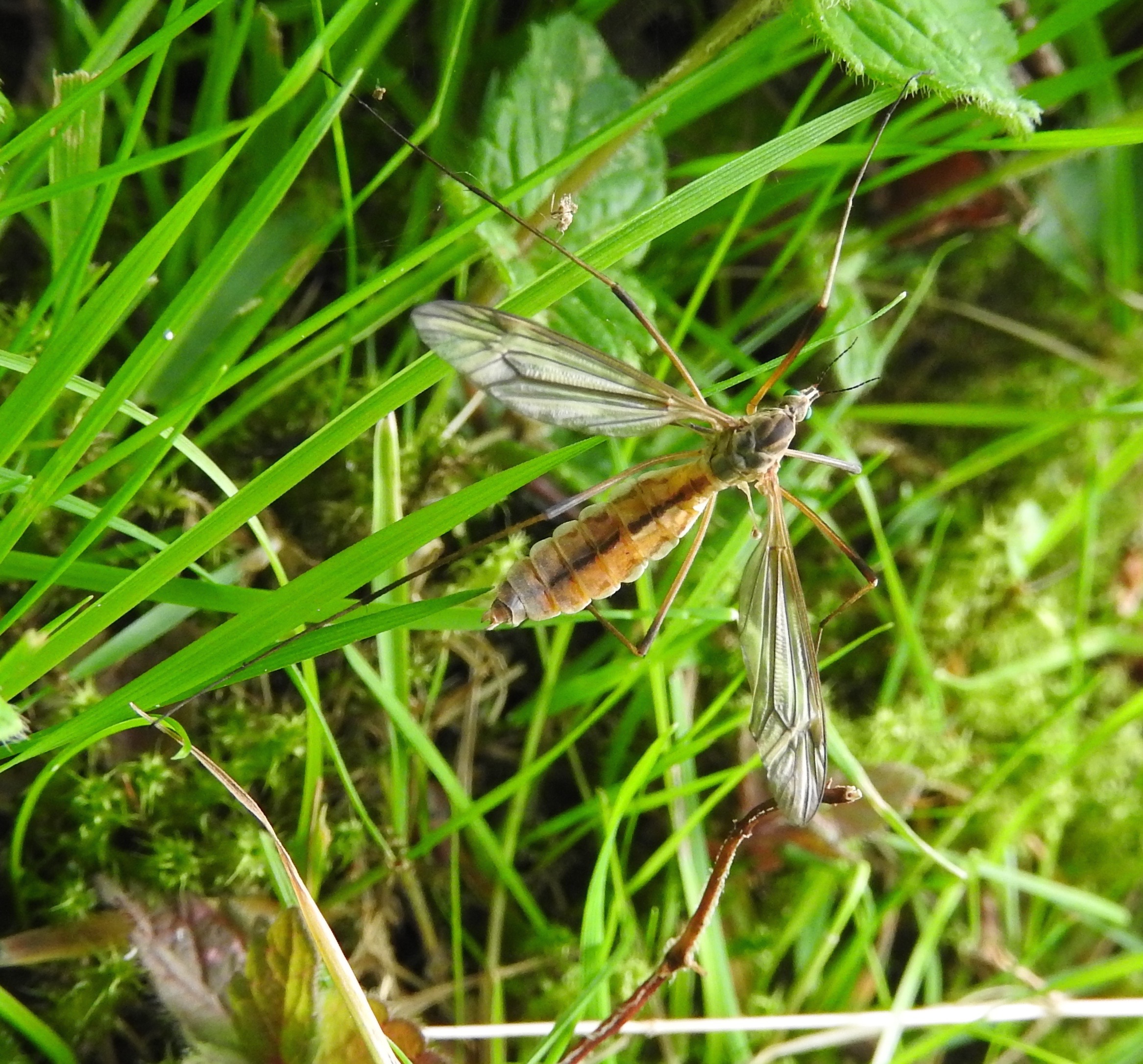 Seasonal Patterns That Predict Their Appearance (image credits: Crane-fly, CC0, https://commons.wikimedia.org/w/index.php?curid=64162526)