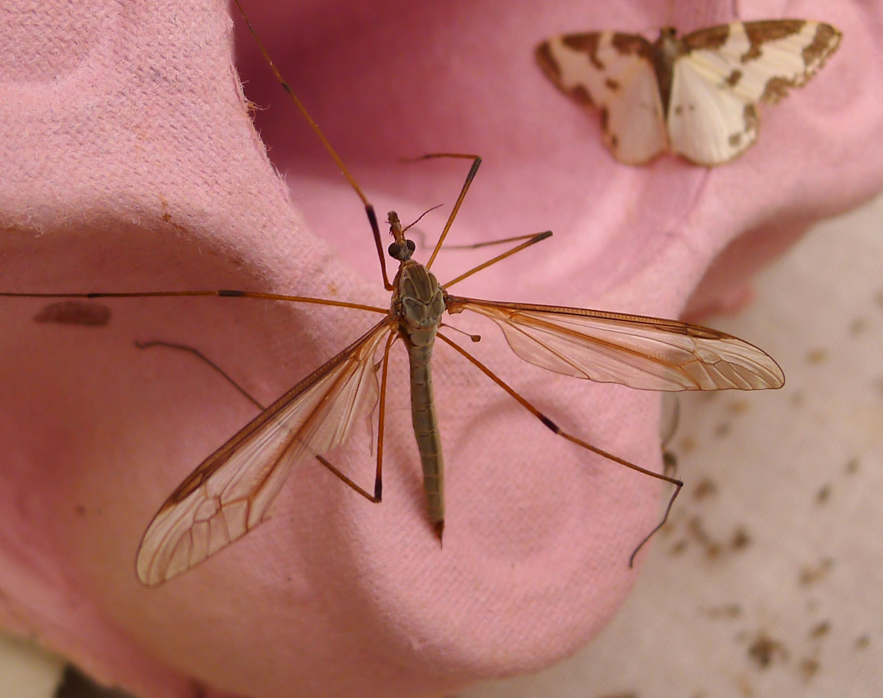 The Clumsy Flight That Defines Their Character (image credits: Crane fly sp., CC BY 2.0, https://commons.wikimedia.org/w/index.php?curid=49957409)