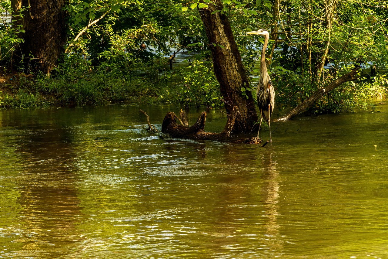 Conservation Challenges and Future Outlook (image credits: pixabay)