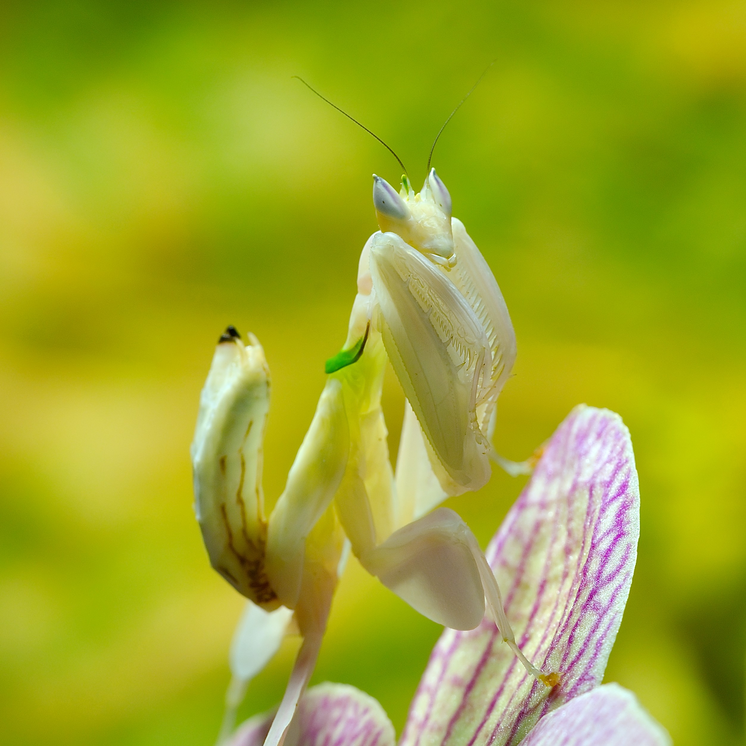 The Orchid Mantis: Nature's Living Flower (image credits: wikimedia)