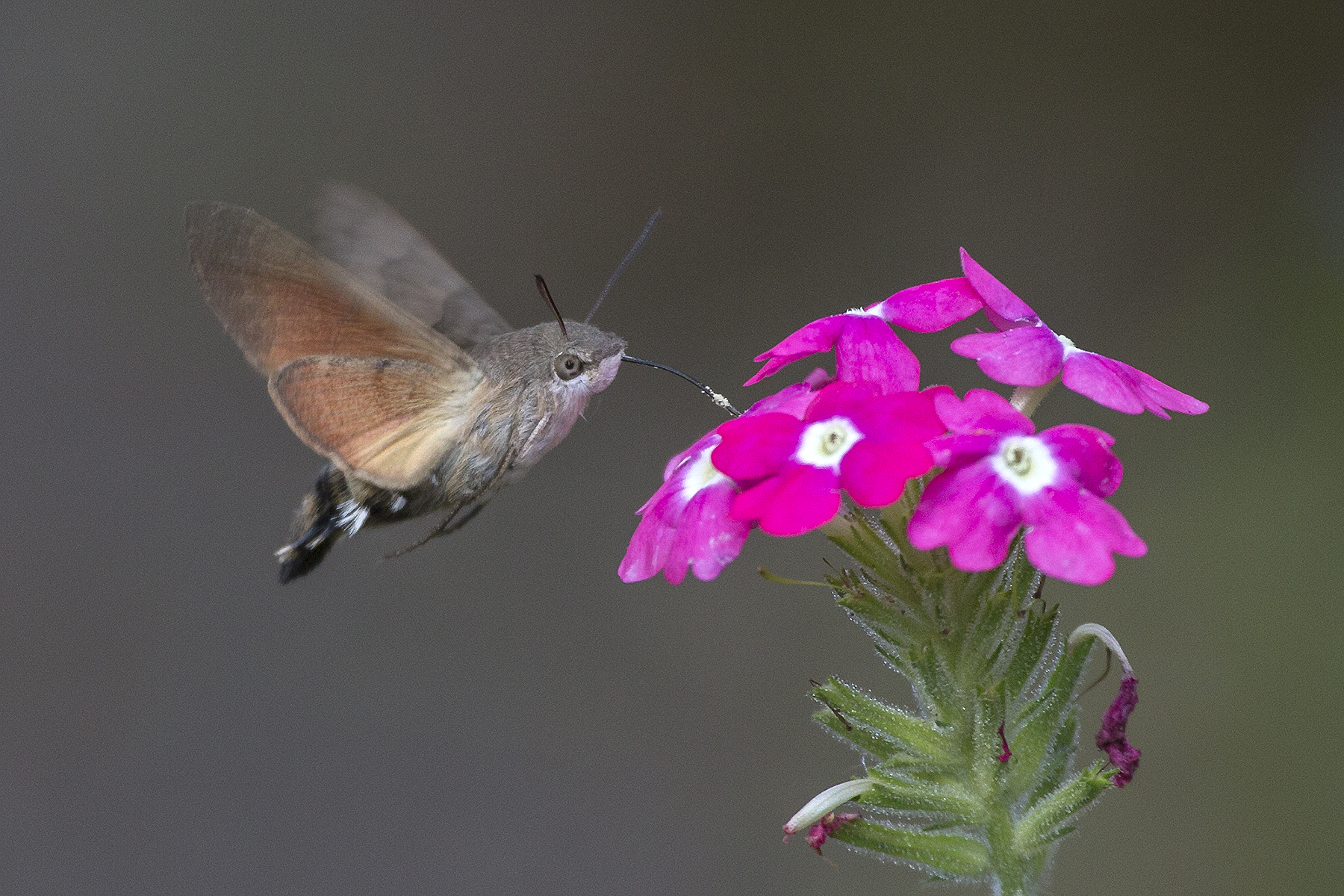 The Hawkmoth Hummingbird: Feathered Flight Illusion (image credits: wikimedia)