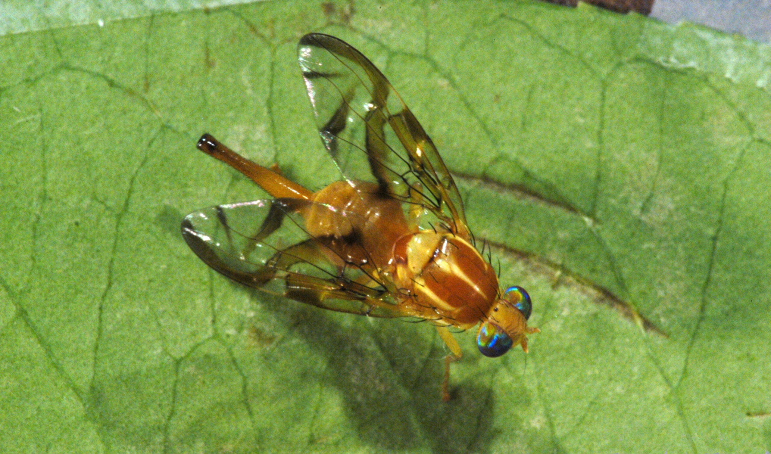 The Fruit Fly Pioneers of Space Science (image credits: wikimedia)