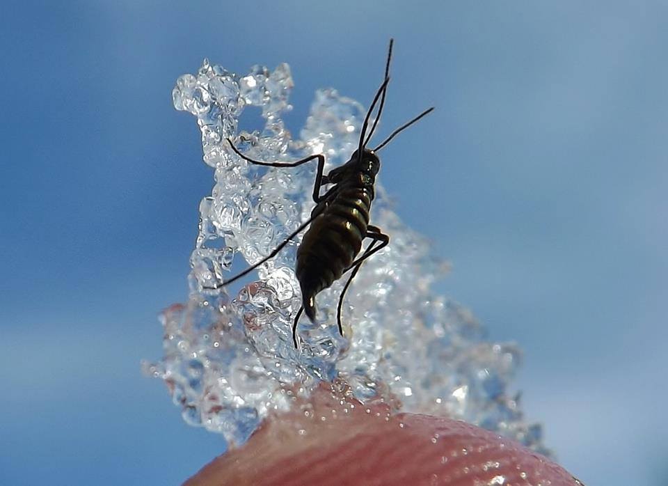 Temperature Regulation and Thermal Adaptation (image credits: By Pfhewi, CC BY-SA 4.0, https://commons.wikimedia.org/w/index.php?curid=128199079)