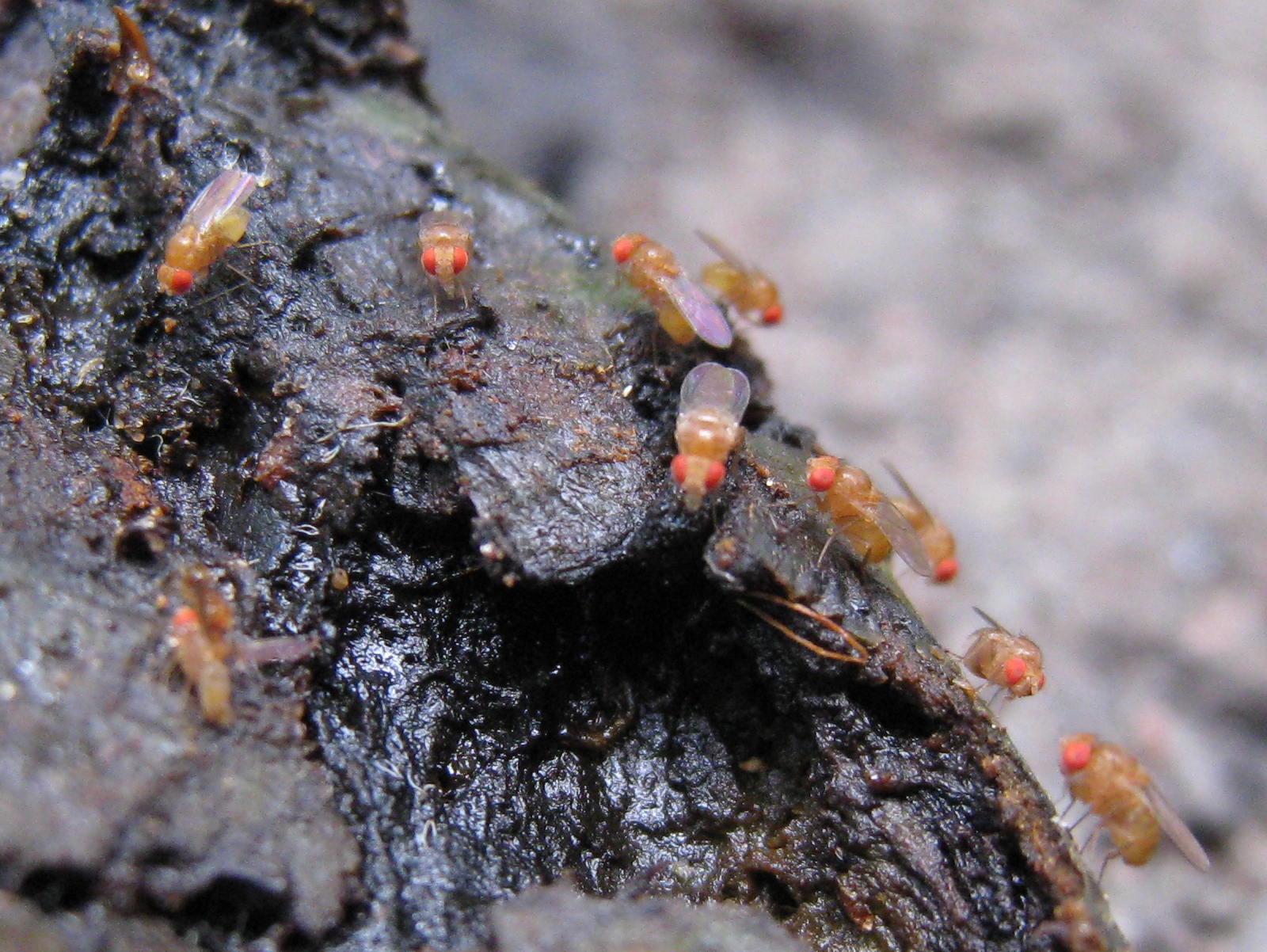 Behavioral Studies in Weightless Environments (image credits: Fruit flies feasting, CC BY 2.0, https://commons.wikimedia.org/w/index.php?curid=38233761)