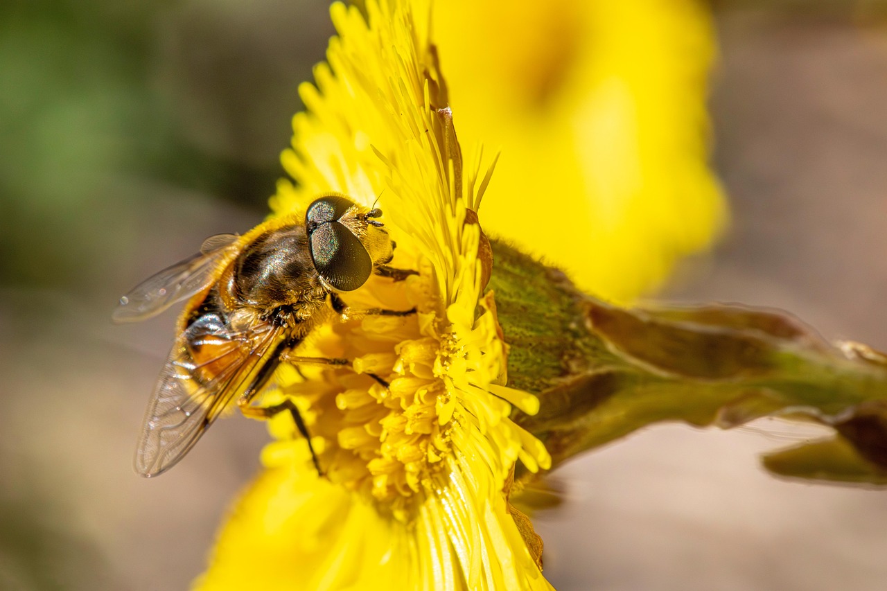 The Science Behind Insect Self-Medication (image credits: pixabay)