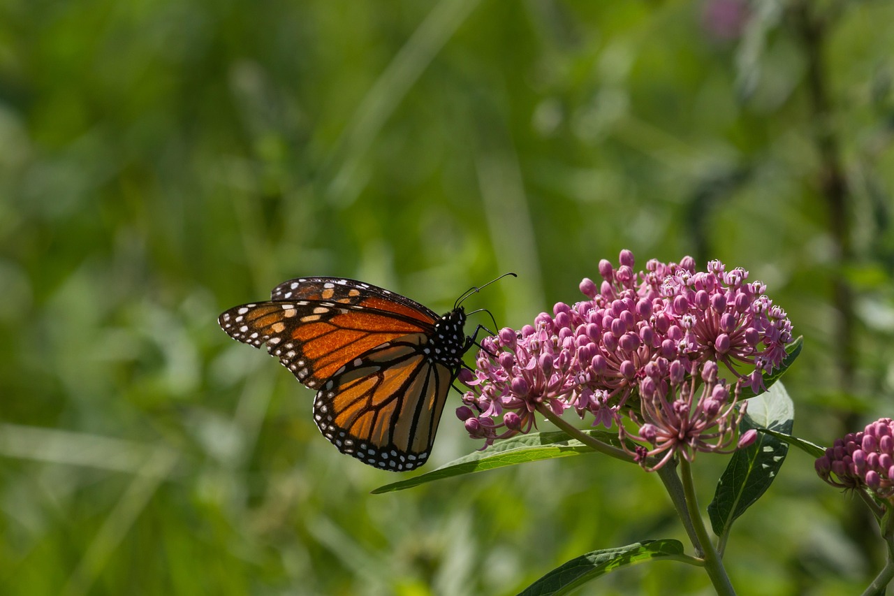 Monarch Butterflies: The Master Pharmacists (image credits: pixabay)