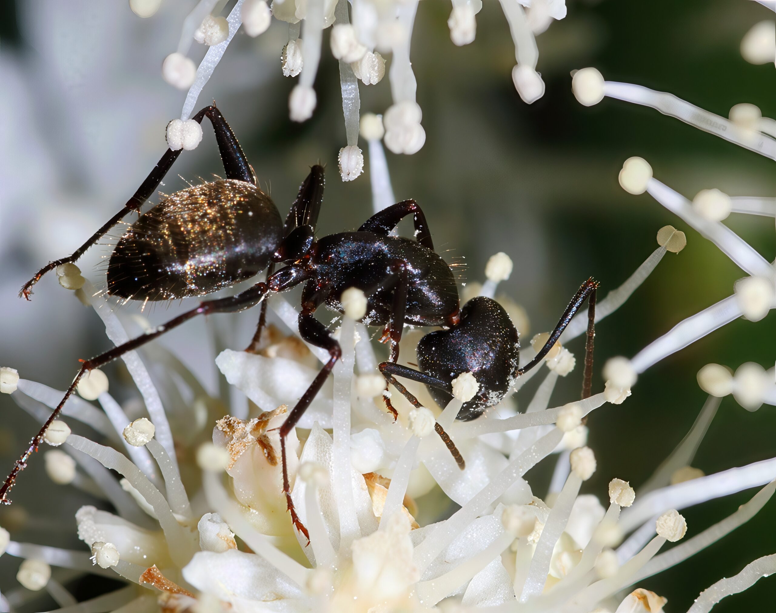 Carpenter Ants: Nature's Antiseptic Specialists (image credits: By ImagePerson, CC BY 4.0, https://commons.wikimedia.org/w/index.php?curid=164358076)