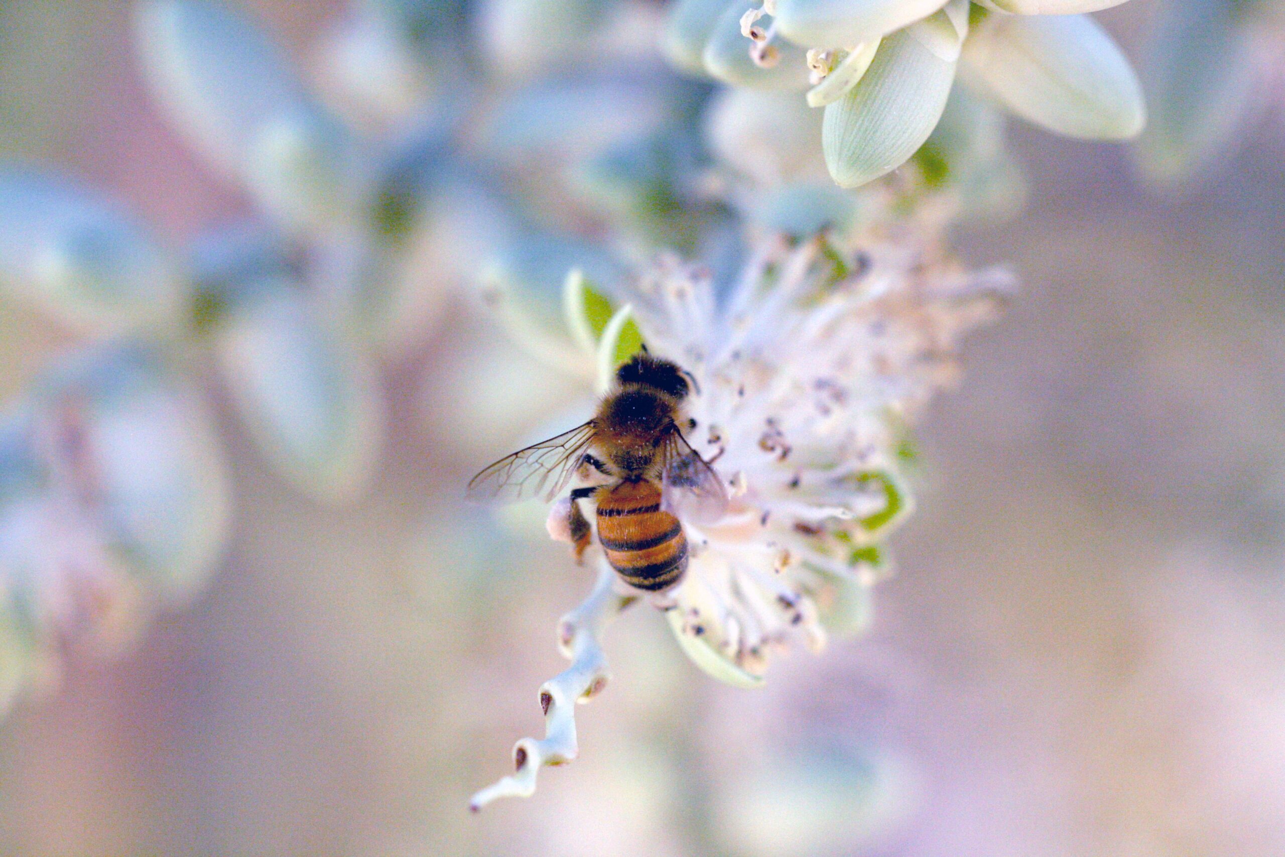 Bees: The Honey Pharmacy Connection (image credits: By Anson Aswat, CC BY-SA 4.0, https://commons.wikimedia.org/w/index.php?curid=96993158)