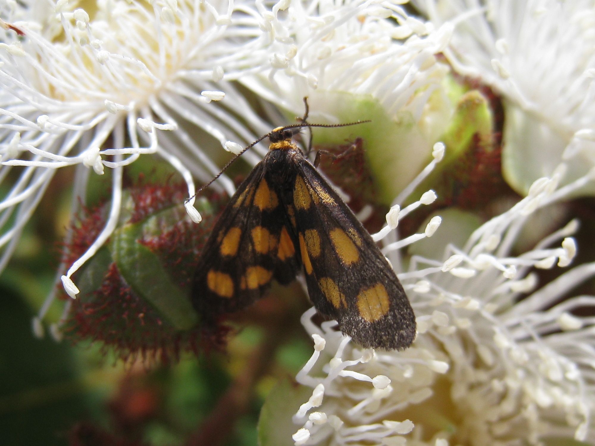 Moths: Nighttime Healers of the Insect World (image credits: wikimedia)