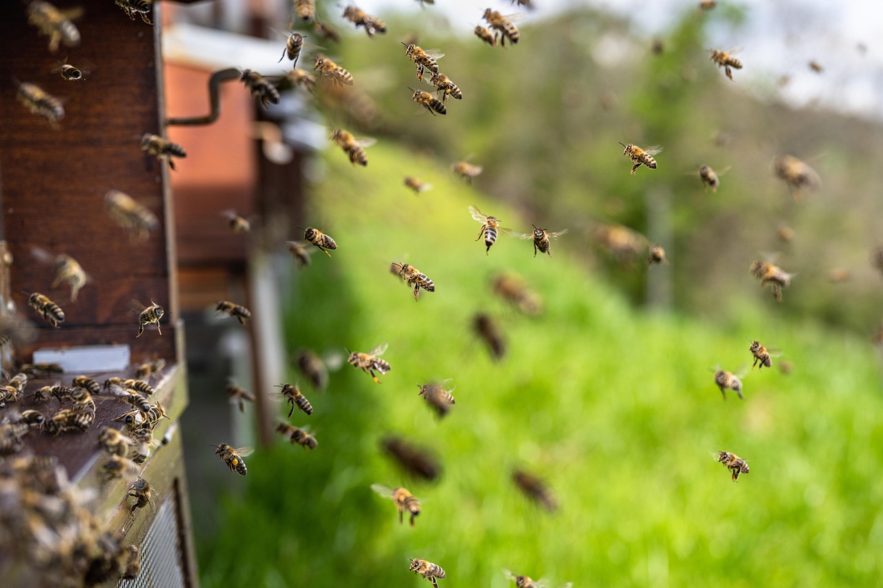 The Role of Chemical Communication in Insect Medicine (image credits: pixabay)