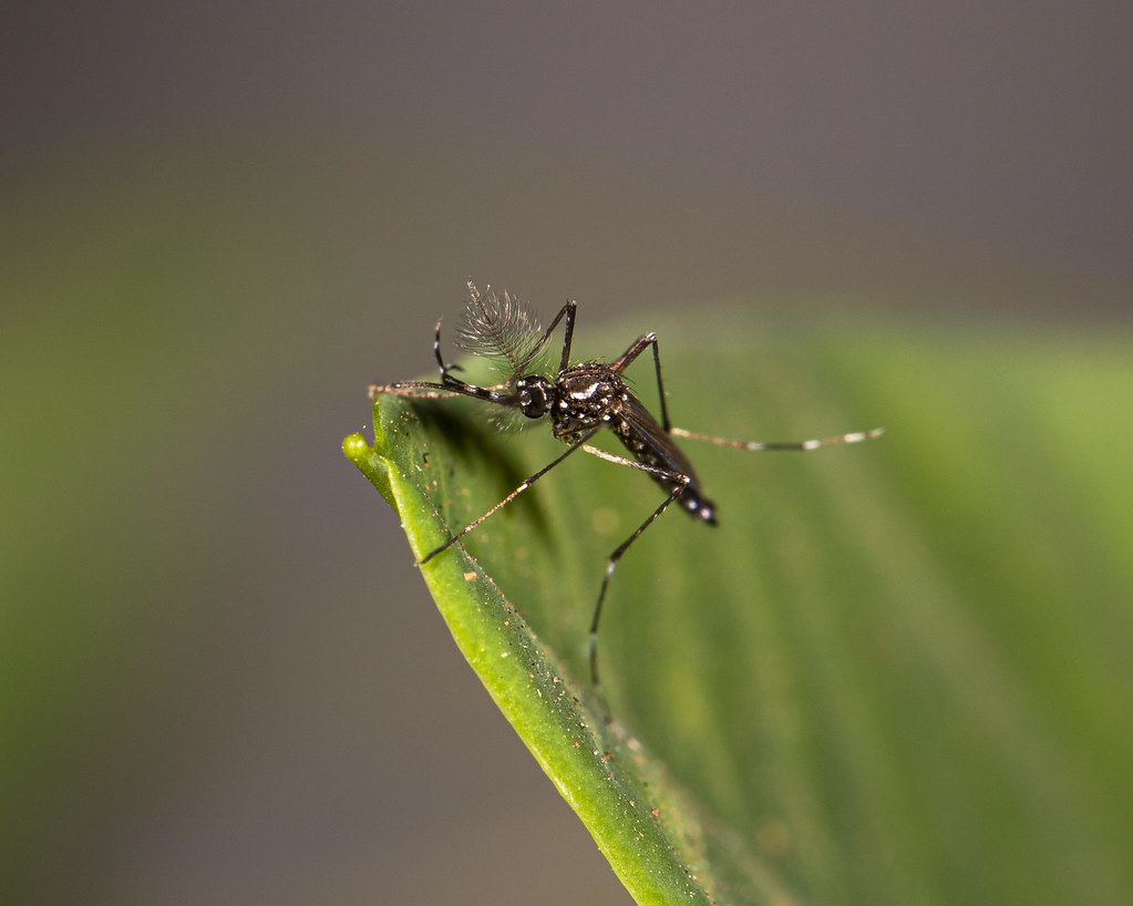 Moisture Magnets: Why Humidity Becomes an Insect Invitation (image credits: flickr)