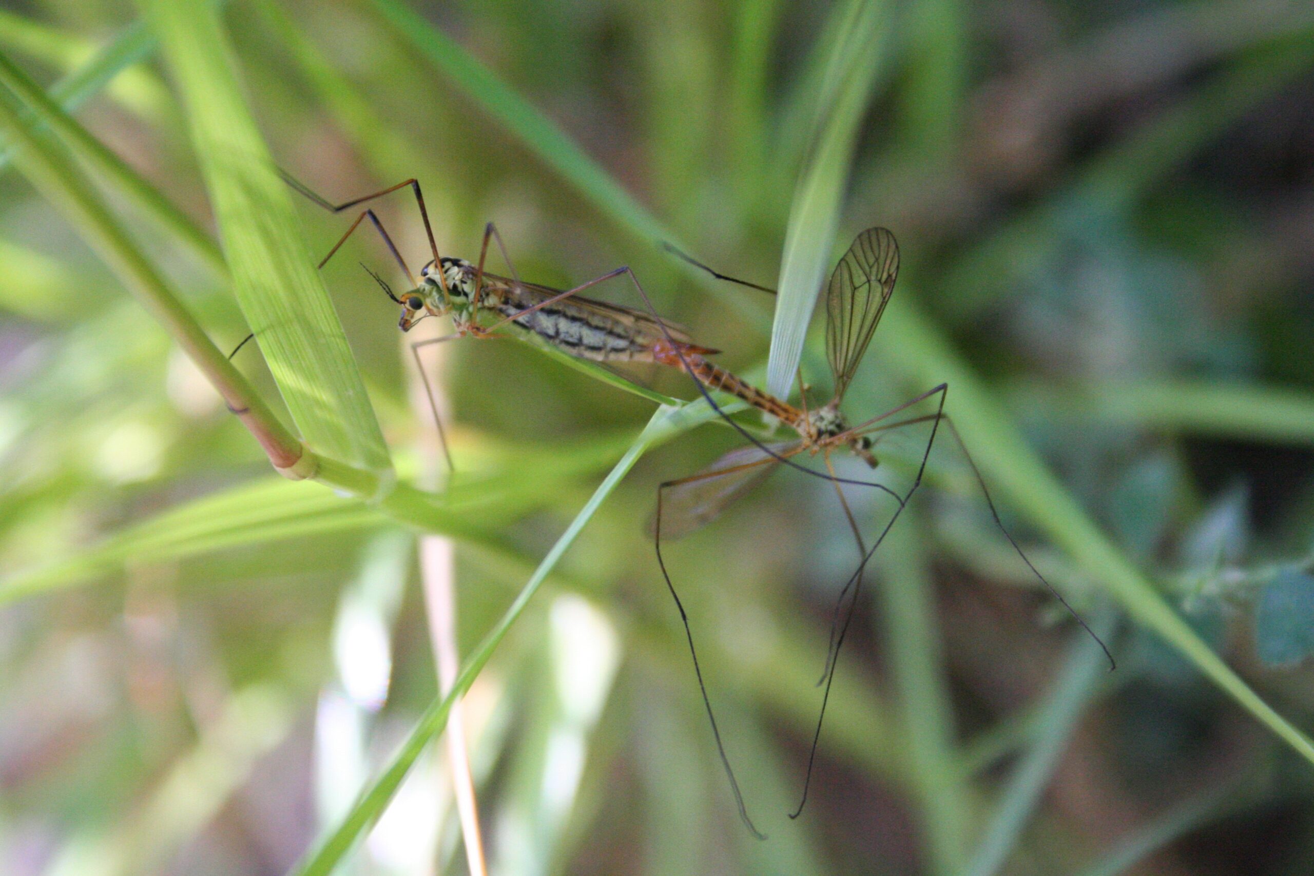 Breeding Season Bonanza: When Rain Equals Romance (image credits: Travail personnel. Own work., CC BY-SA 3.0, https://commons.wikimedia.org/w/index.php?curid=5249128)