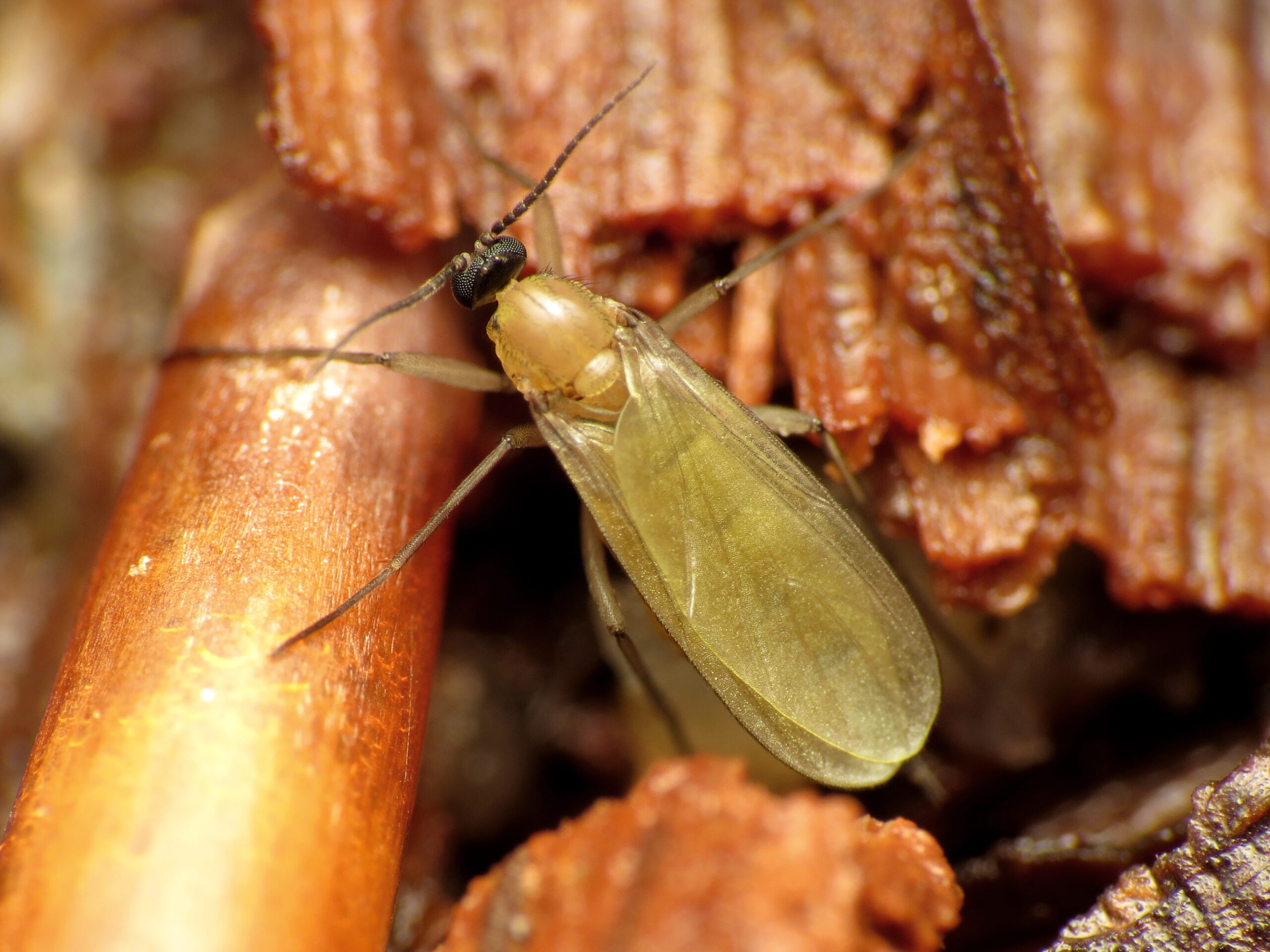 The Fungal Connection: How Rain Feeds Hidden Ecosystems (image credits: Teneral Dark-winged Fungus Gnat, CC BY 2.0, https://commons.wikimedia.org/w/index.php?curid=81227436)
