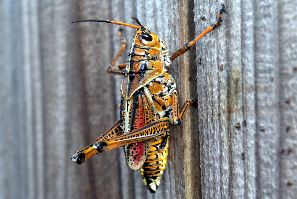 Urban Heat Island Effect: How Cities Concentrate Post-Rain Insects (image credits: rawpixel)