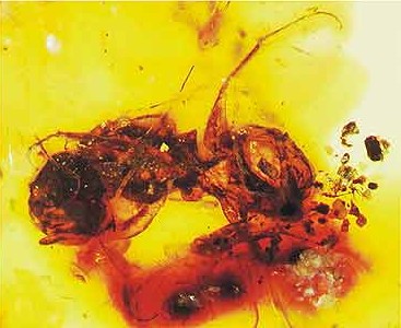 Prehistoric Bees with Metallic Wing Structures (image credits: By Hectarea, CC BY-SA 3.0, https://commons.wikimedia.org/w/index.php?curid=32347491)