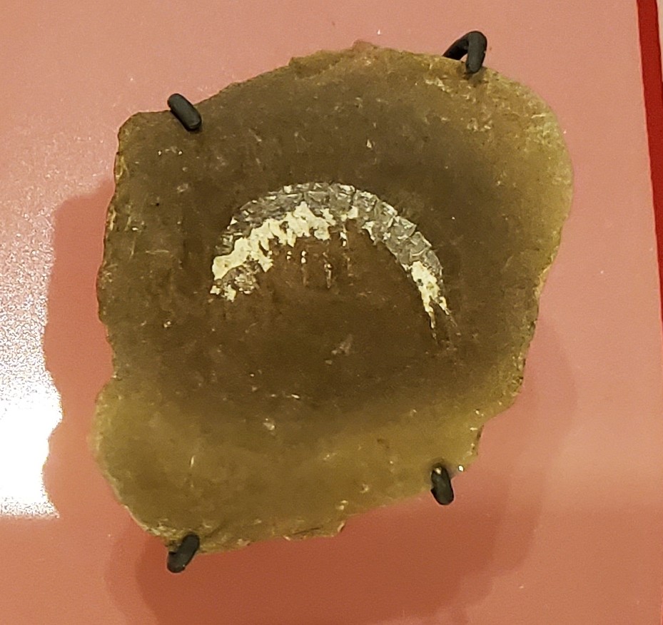 Triassic Insects with Detachable Body Parts (image credits: By Skye McDavid, CC BY-SA 4.0, https://commons.wikimedia.org/w/index.php?curid=116610029)