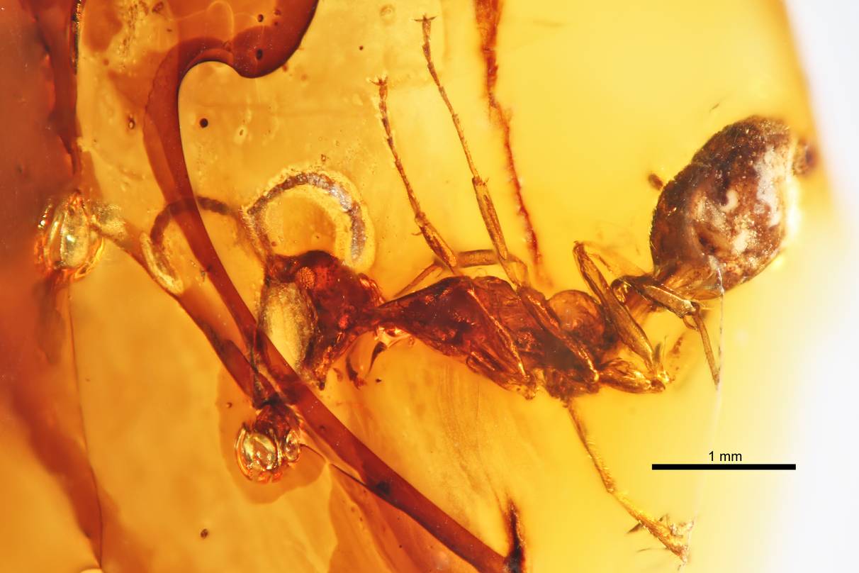 Haidoterminus cippus: The Alien-Headed Hunter (image credits: By Ryan McKellar, CC BY 4.0, https://commons.wikimedia.org/w/index.php?curid=29104776)
