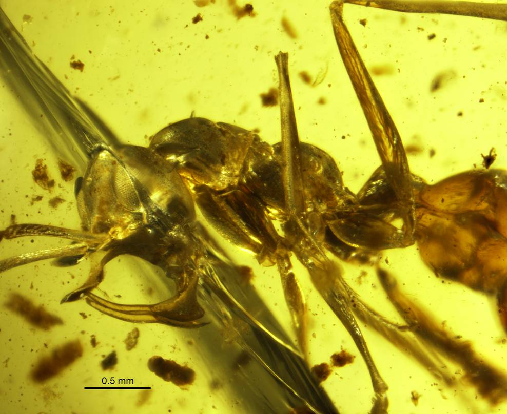 Linguamyrmex vladi: The Vampire Ant (image credits: By Phillip Barden, CC BY 4.0, https://commons.wikimedia.org/w/index.php?curid=62341799)