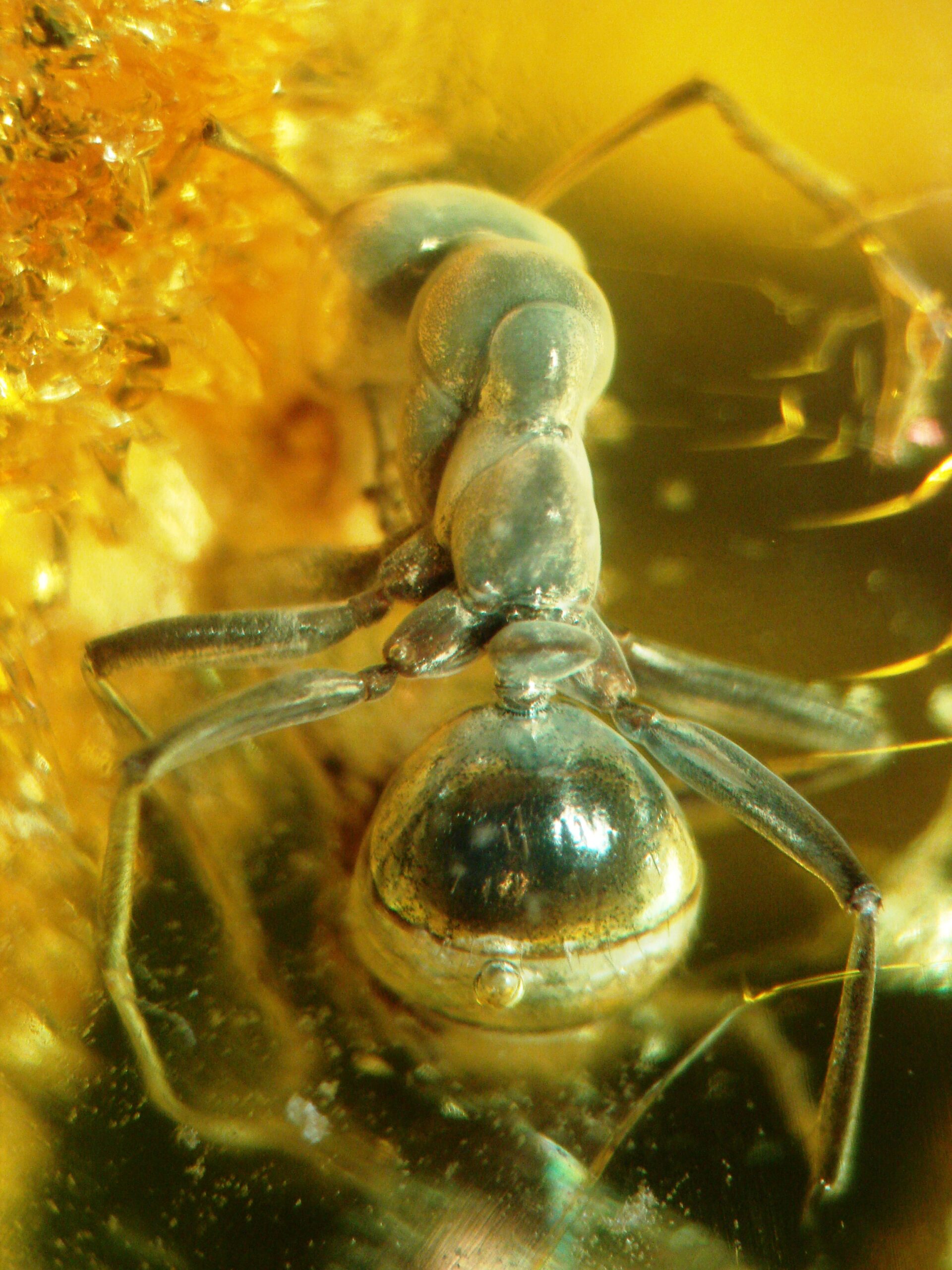 The Amber Time Capsules (image credits: wikimedia)