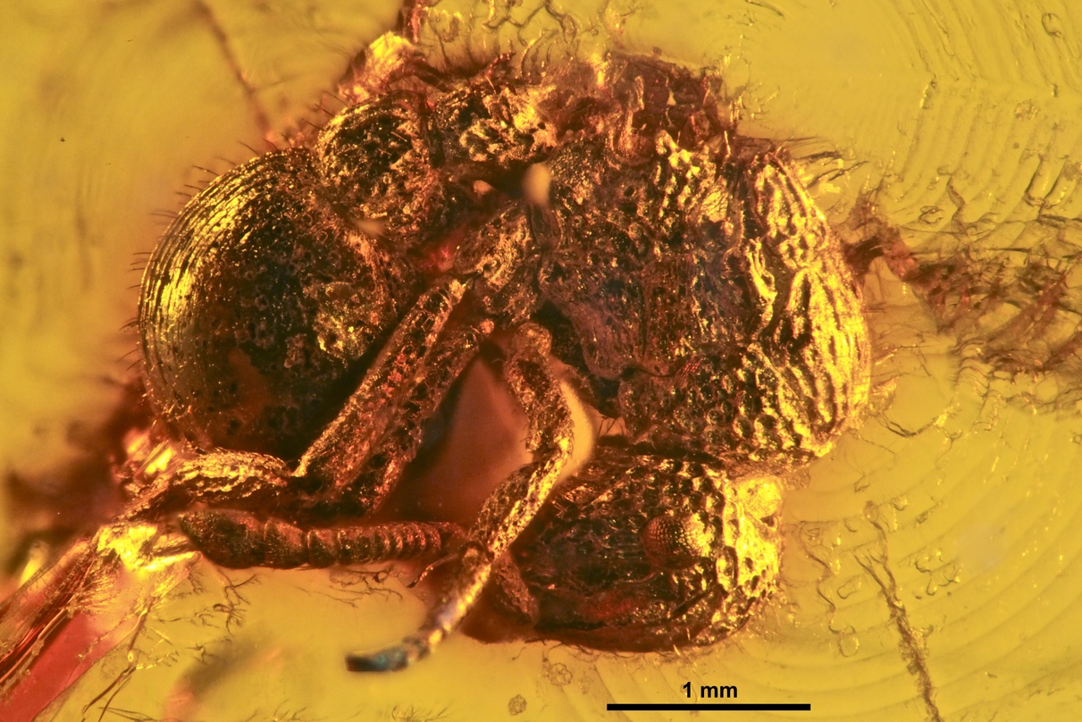 Evolutionary Mysteries and Dead Ends (image credits: wikimedia)