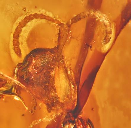 The Science Behind the Alien Appearance (image credits: Specimen: UASM332546 †Haidoterminus cippus, CC BY 4.0, https://commons.wikimedia.org/w/index.php?curid=112895879)