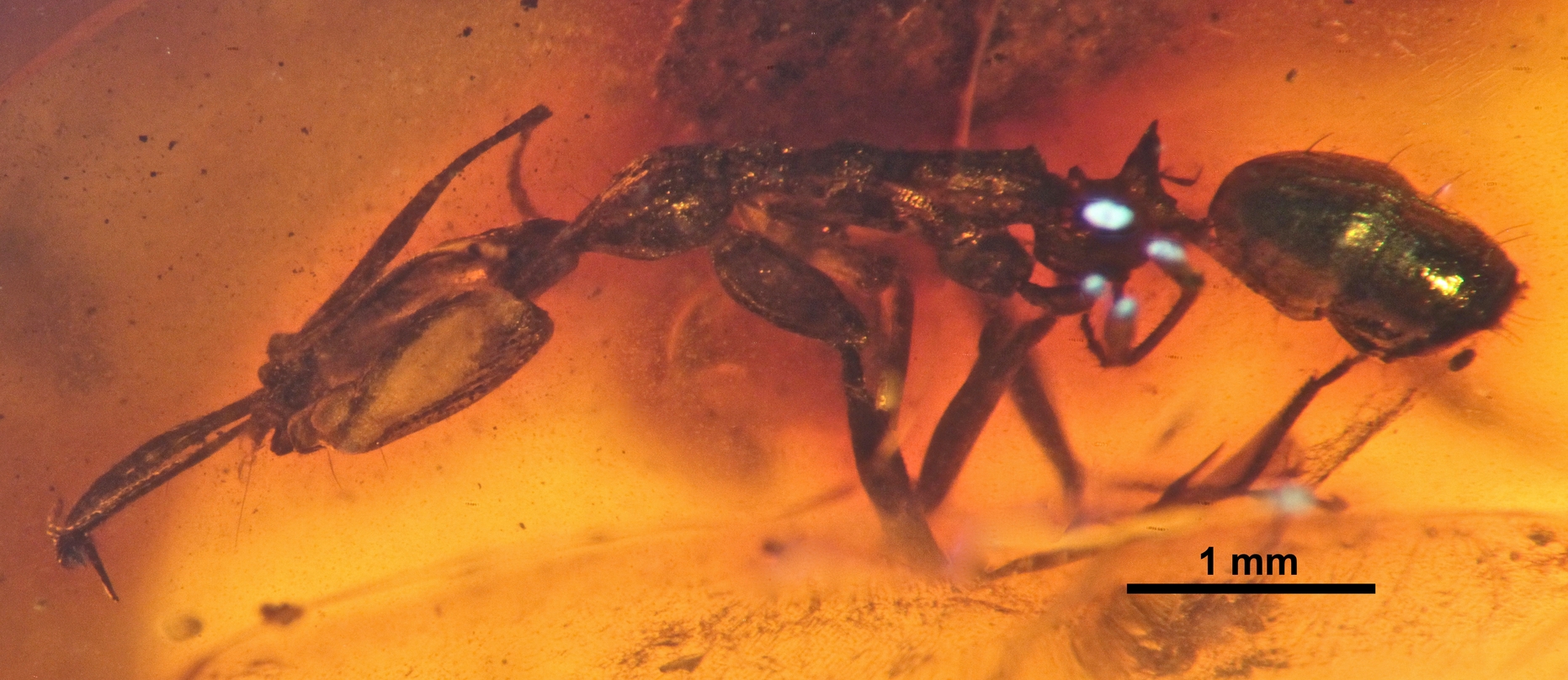 What These Discoveries Mean for Understanding Evolution (image credits: wikimedia)