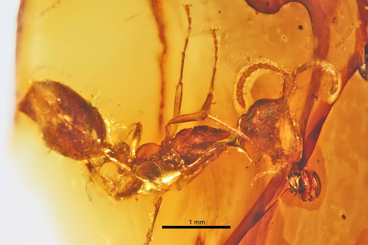Implications for Astrobiology (image credits: By Ryan McKellar, CC BY 4.0, https://commons.wikimedia.org/w/index.php?curid=29104778)