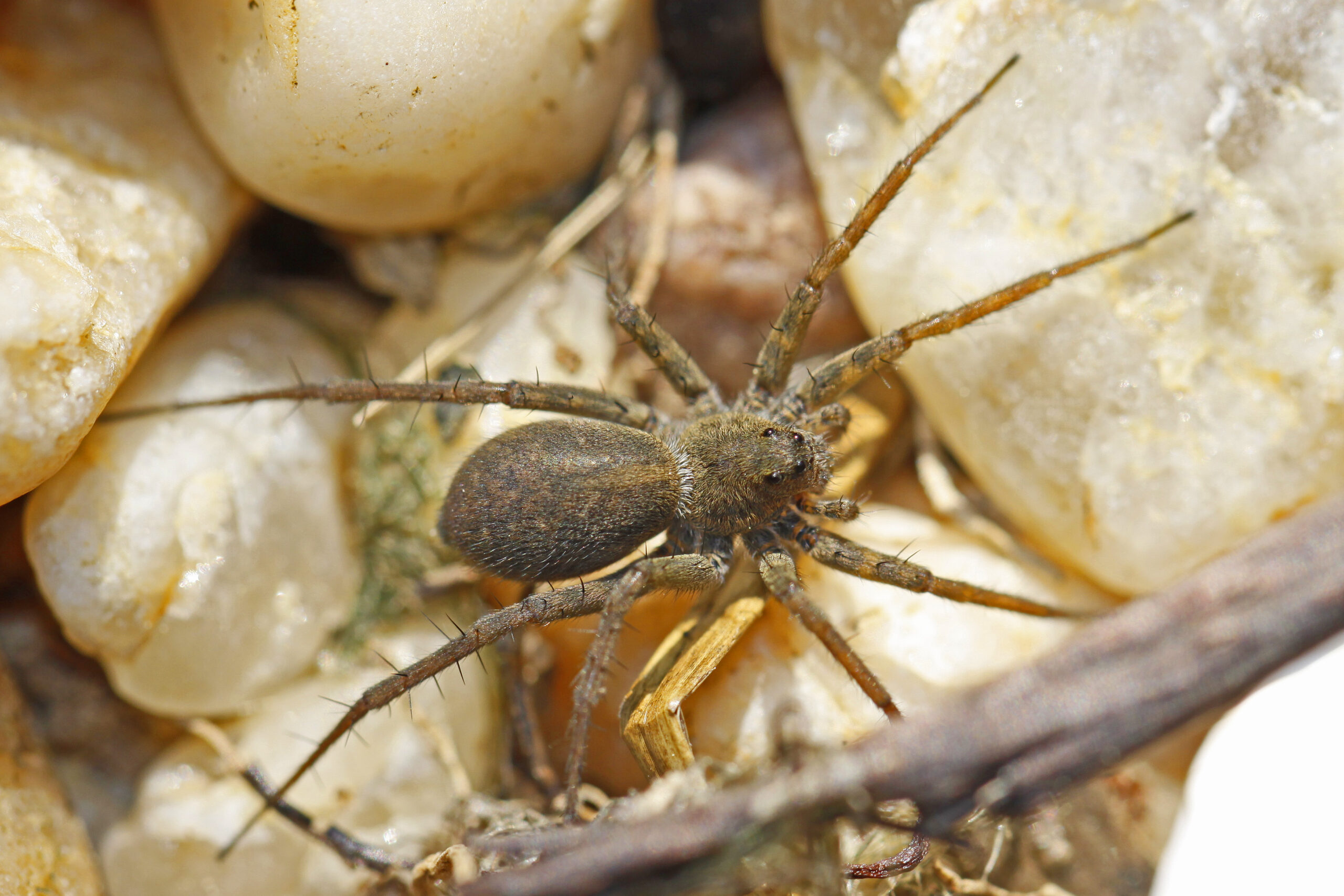 The Wolf Spider: Your Personal Pest Control Agent (image credits: By Judy Gallagher, CC BY 2.0, https://commons.wikimedia.org/w/index.php?curid=54350200)