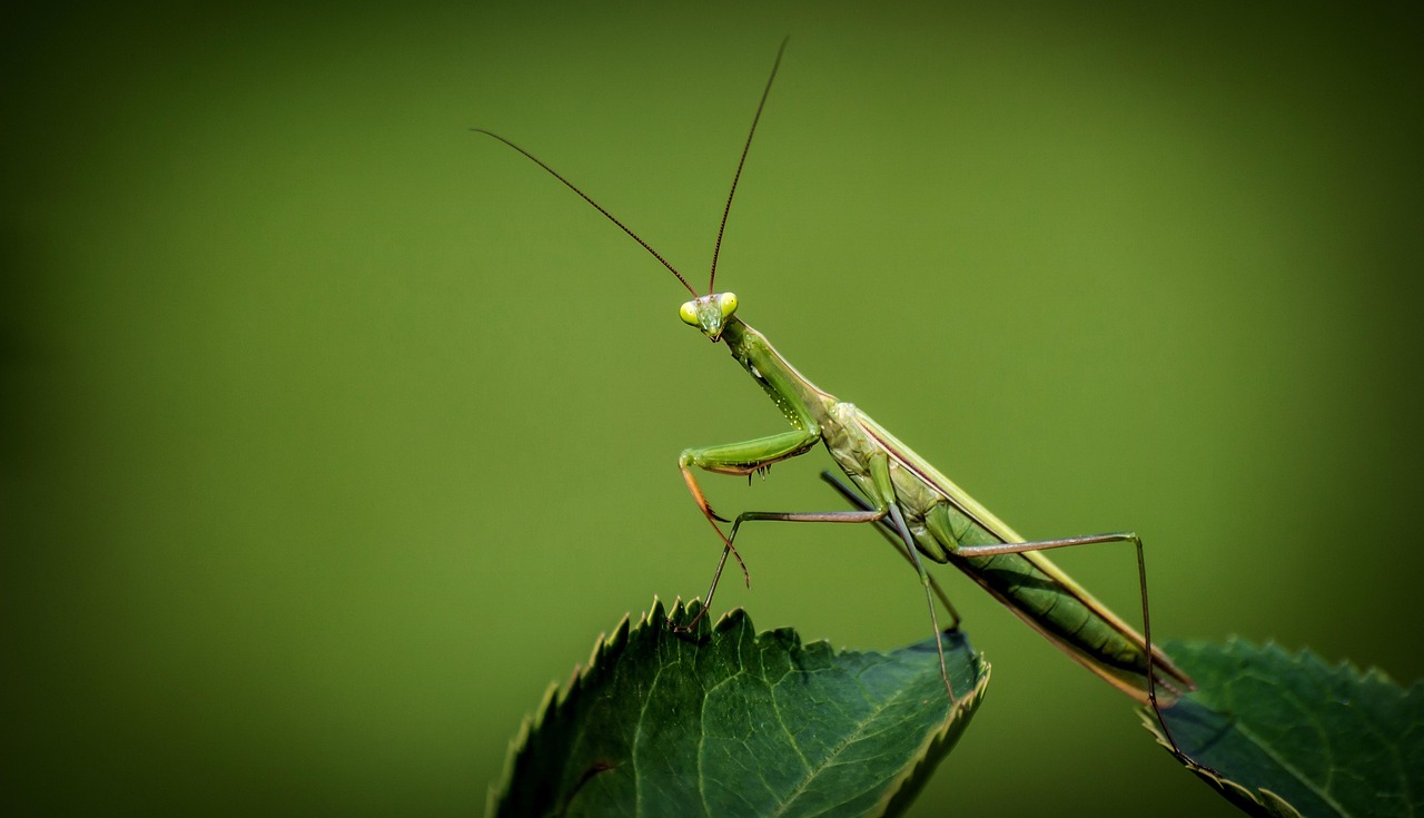 The Praying Mantis: Nature's Elegant Assassin (image credits: pixabay)