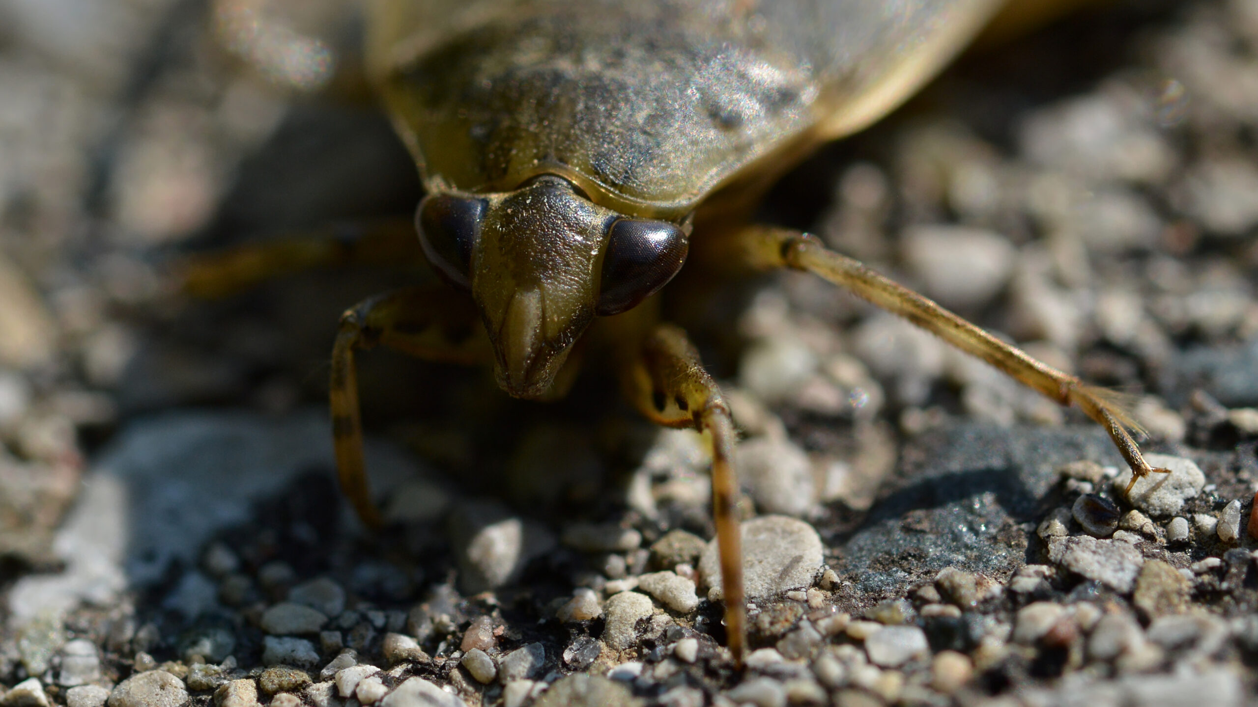 The Giant Water Bug: Aquatic Nightmare or Ecosystem Guardian? (image credits: wikimedia)