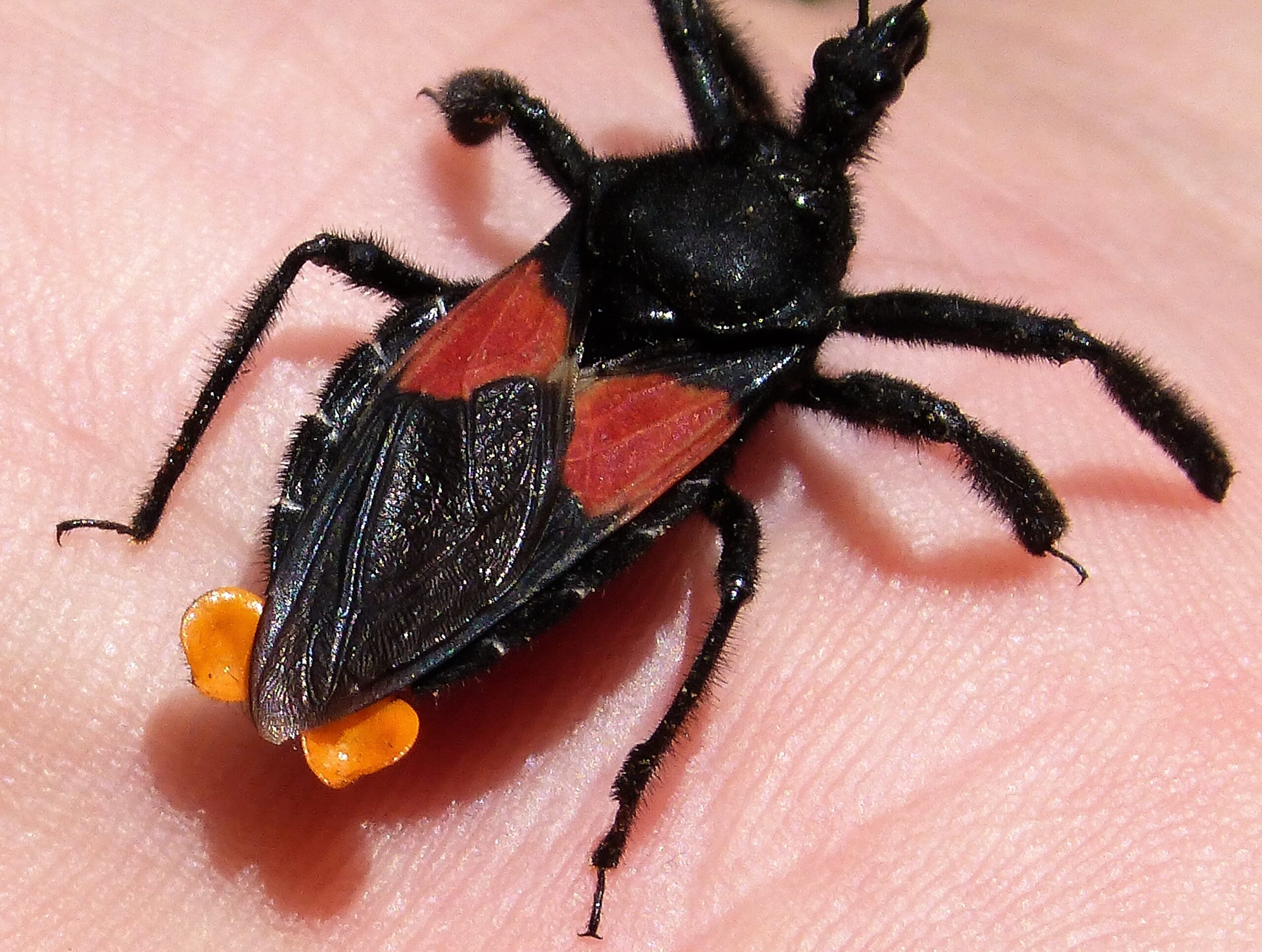 The Assassin Bug: Small Size, Big Impact (image credits: wikimedia)