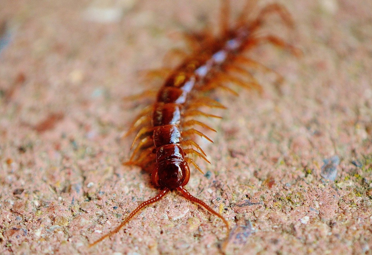The Centipede: Multi-Legged Marvel (image credits: pixabay)
