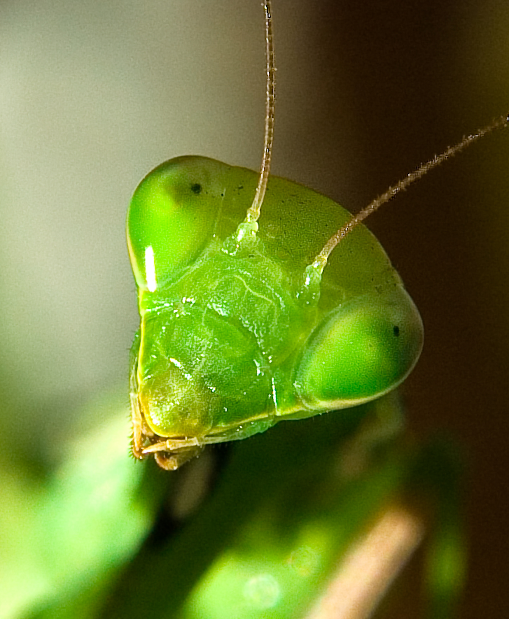 Understanding the Fear Factor (image credits: By Yvan leduc, Public domain, https://commons.wikimedia.org/w/index.php?curid=6809696)