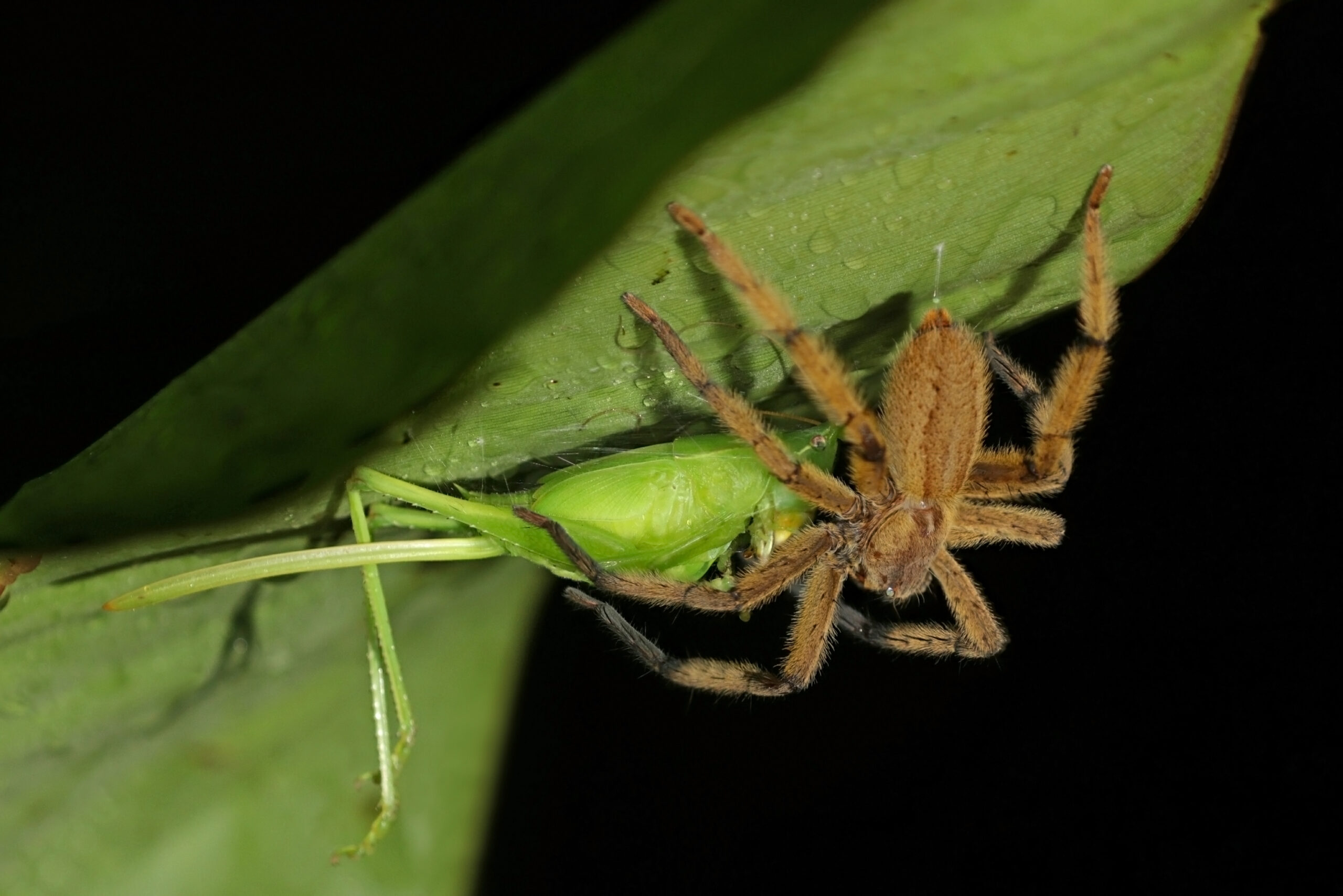 Pest Control Without Chemicals (image credits: Own work, from Sharp Photography, sharpphotography.co.uk, CC BY-SA 4.0, https://commons.wikimedia.org/w/index.php?curid=80126319)
