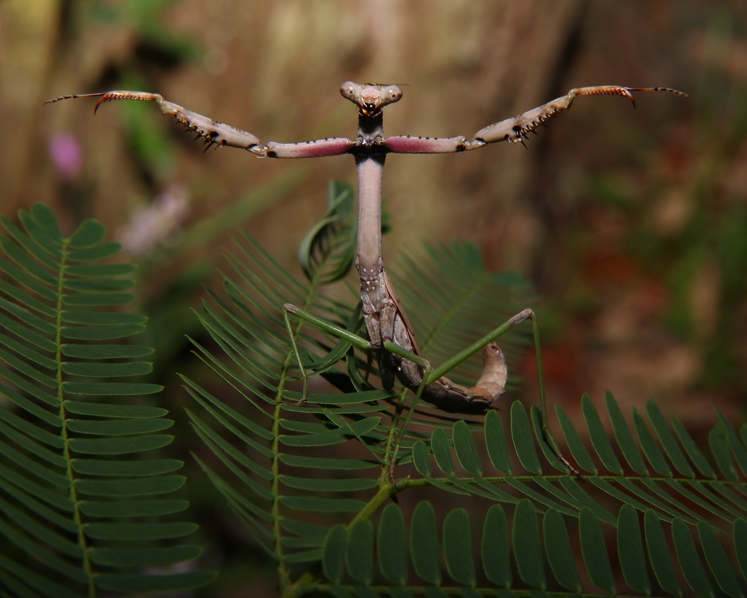 Behavioral Adaptations That Seem Scary (image credits: wikimedia)