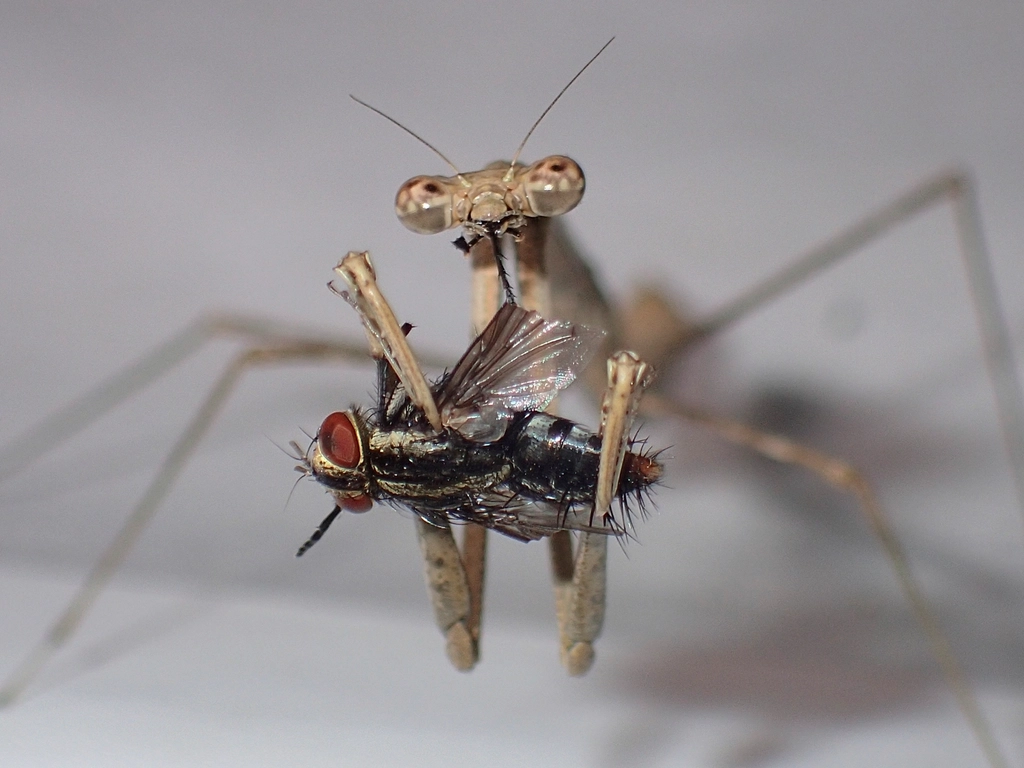 Conservation and Habitat Protection (image credits: rawpixel)