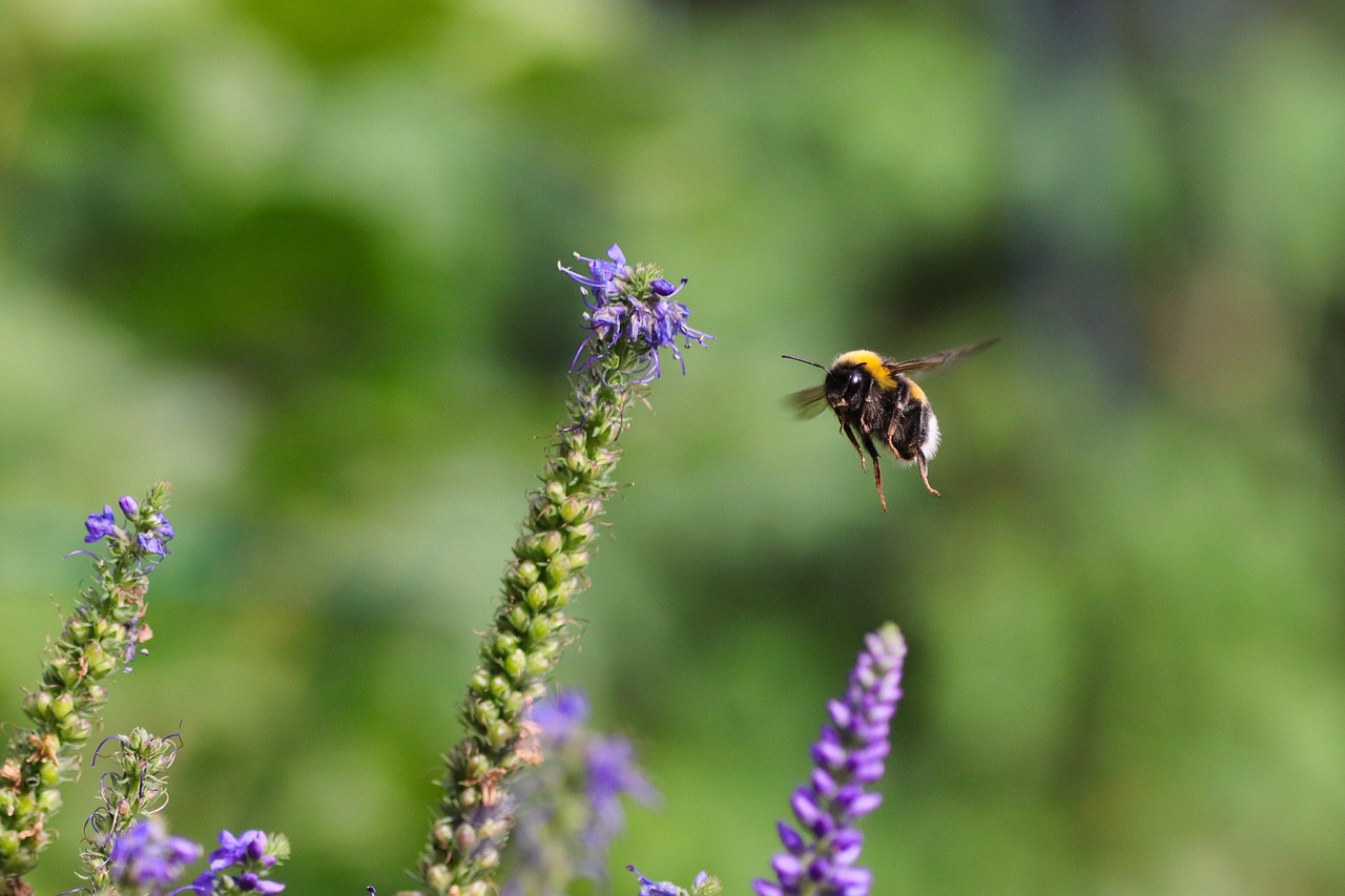 The Future of Human-Insect Relations (image credits: pixabay)