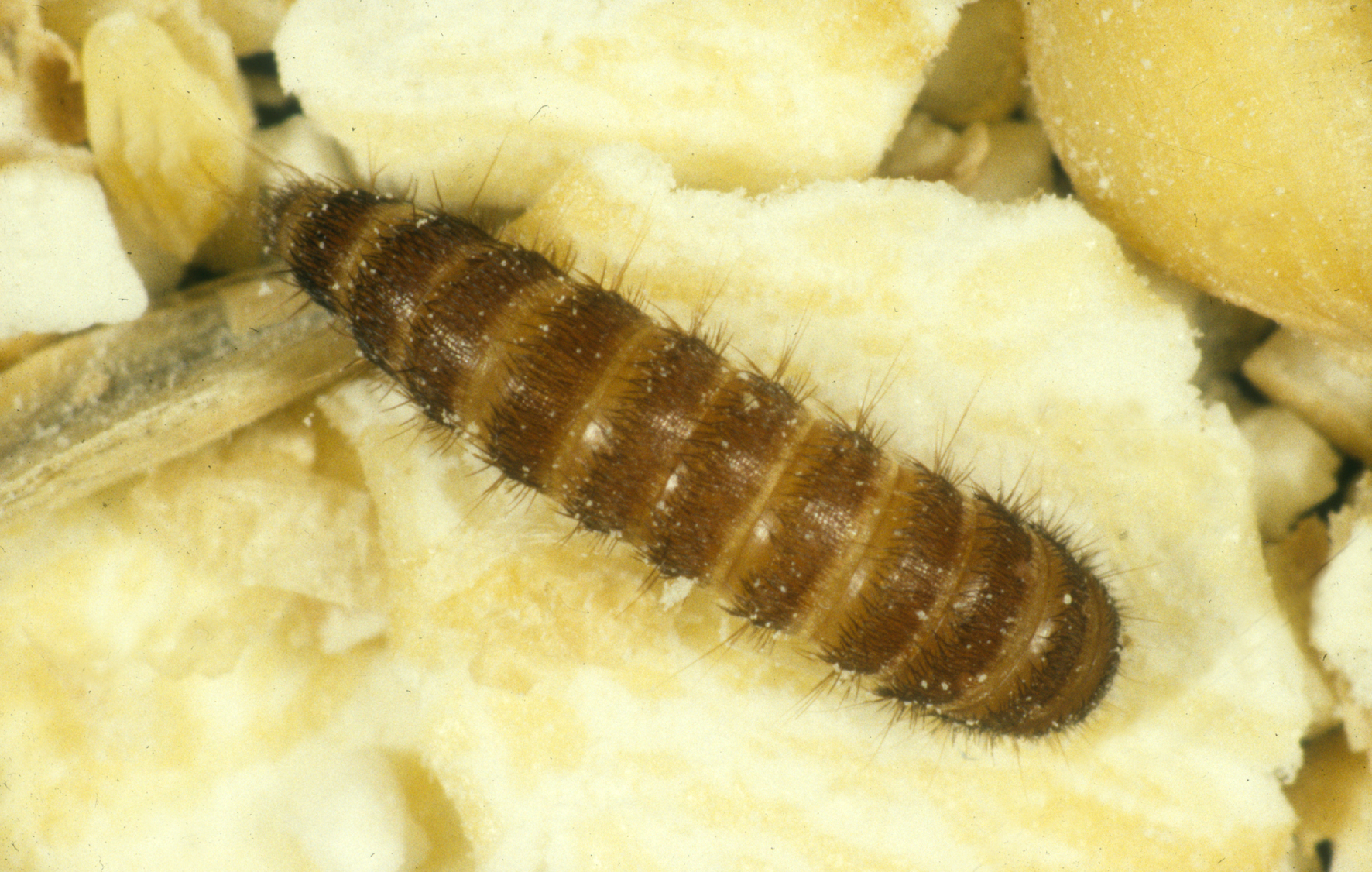 Carpet Beetles: The Fabric Destroyers of Upholstered Treasures (image credits: wikimedia)