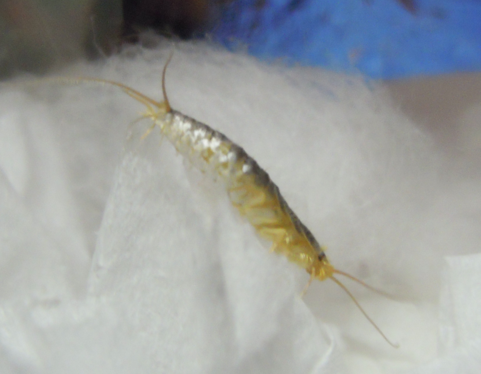 Silverfish: The Paper and Glue Enthusiasts (image credits: By Syonnbori, CC BY-SA 3.0, https://commons.wikimedia.org/w/index.php?curid=25453929)