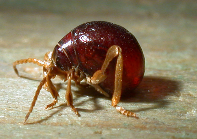 Spider Beetles: The Scavengers of Forgotten Corners (image credits: wikimedia)